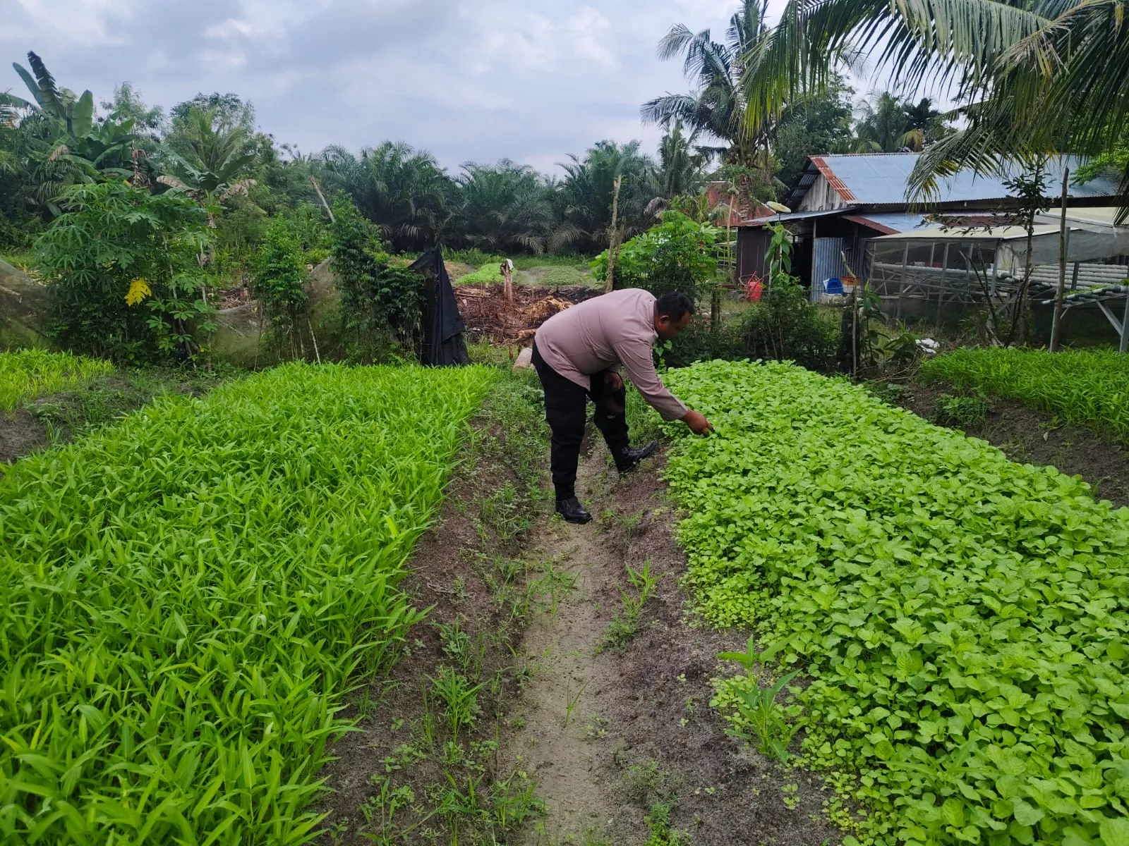  Kangkung Darat Jadi Inspirasi, Bhabinkamtibmas Edukasi Warga Kelola Lahan Produktif