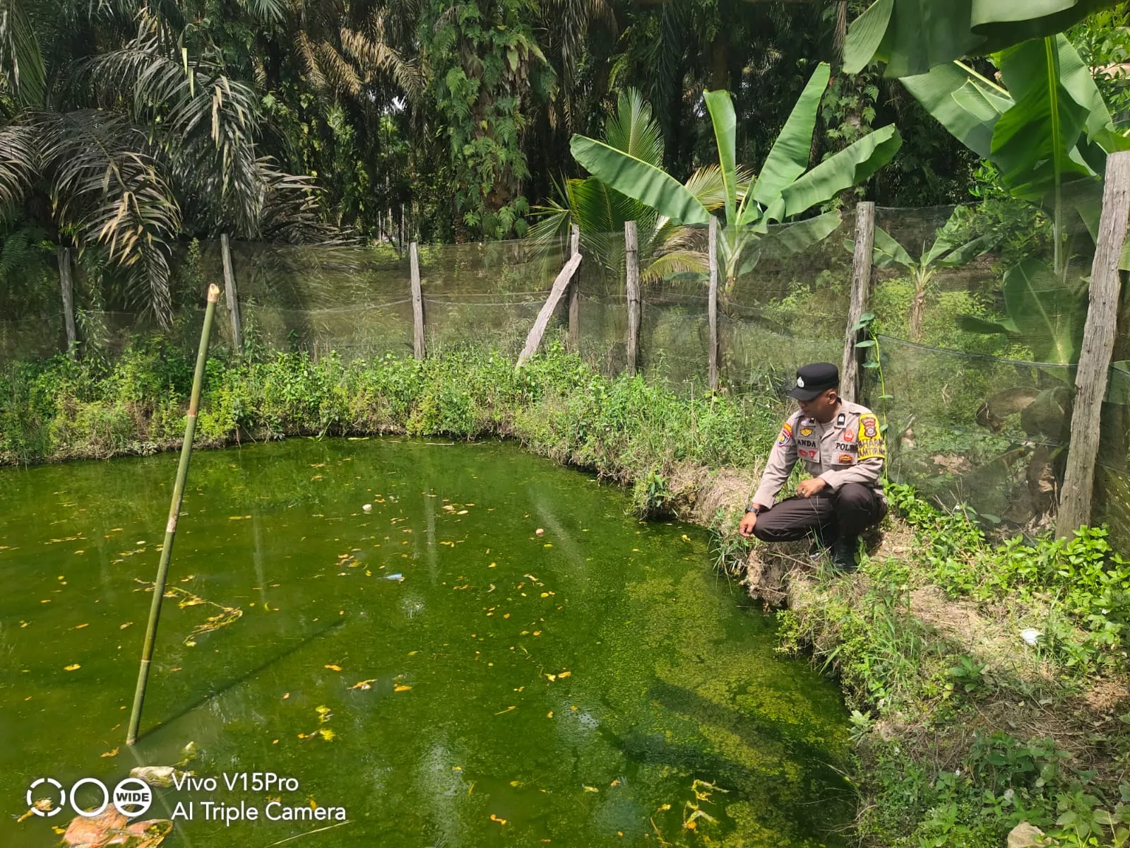  Pemanfaatan Pekarangan Produktif, Warga Titian Resak Kembangkan Budidaya Ikan Patin