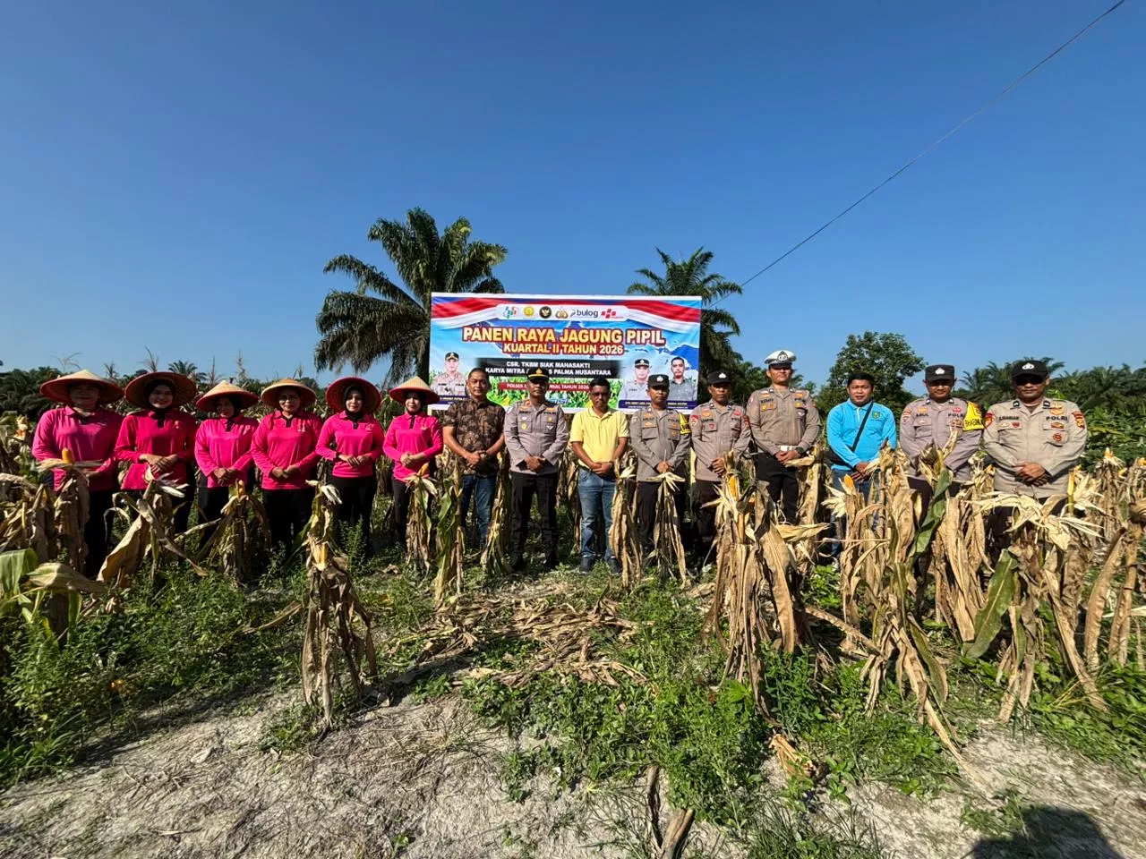 Swasembada Pangan, Polres Laksanakan Cek Rutin dan Panen Jagung Pipil