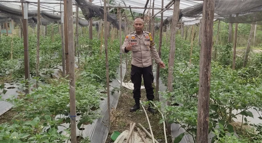 Bhabinkamtibmas Seberida Dorong Warga Manfaatkan Pekarangan, Budidaya Cabai Jadi Penopang Ketahanan Pangan