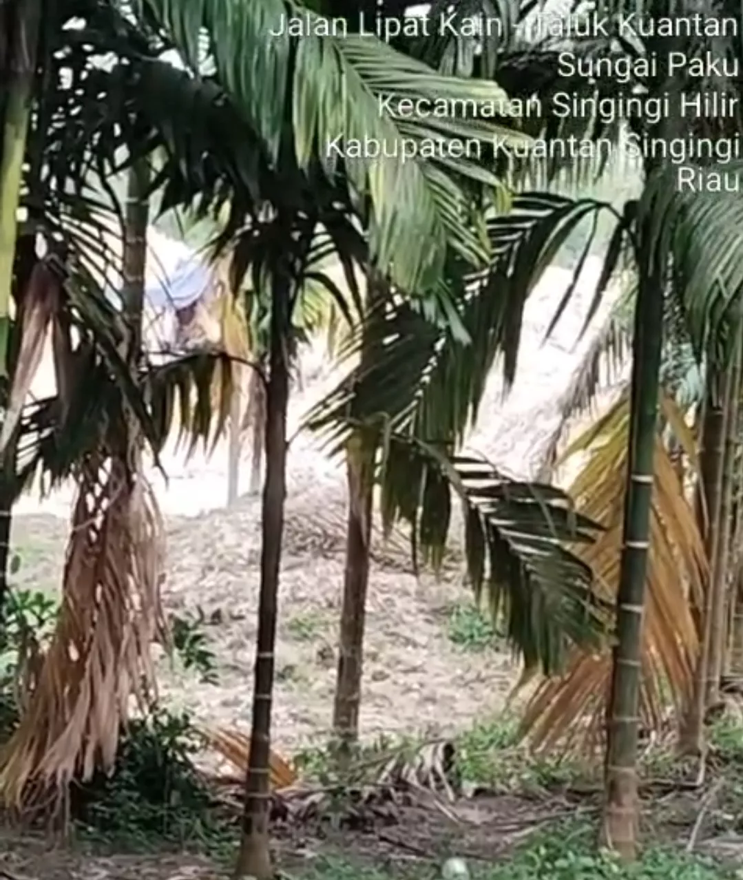 Anis Bigboss PETI Sungai Paku Tak Tersentuh Hukum Ada Apa Kinerja APH Setempat ?