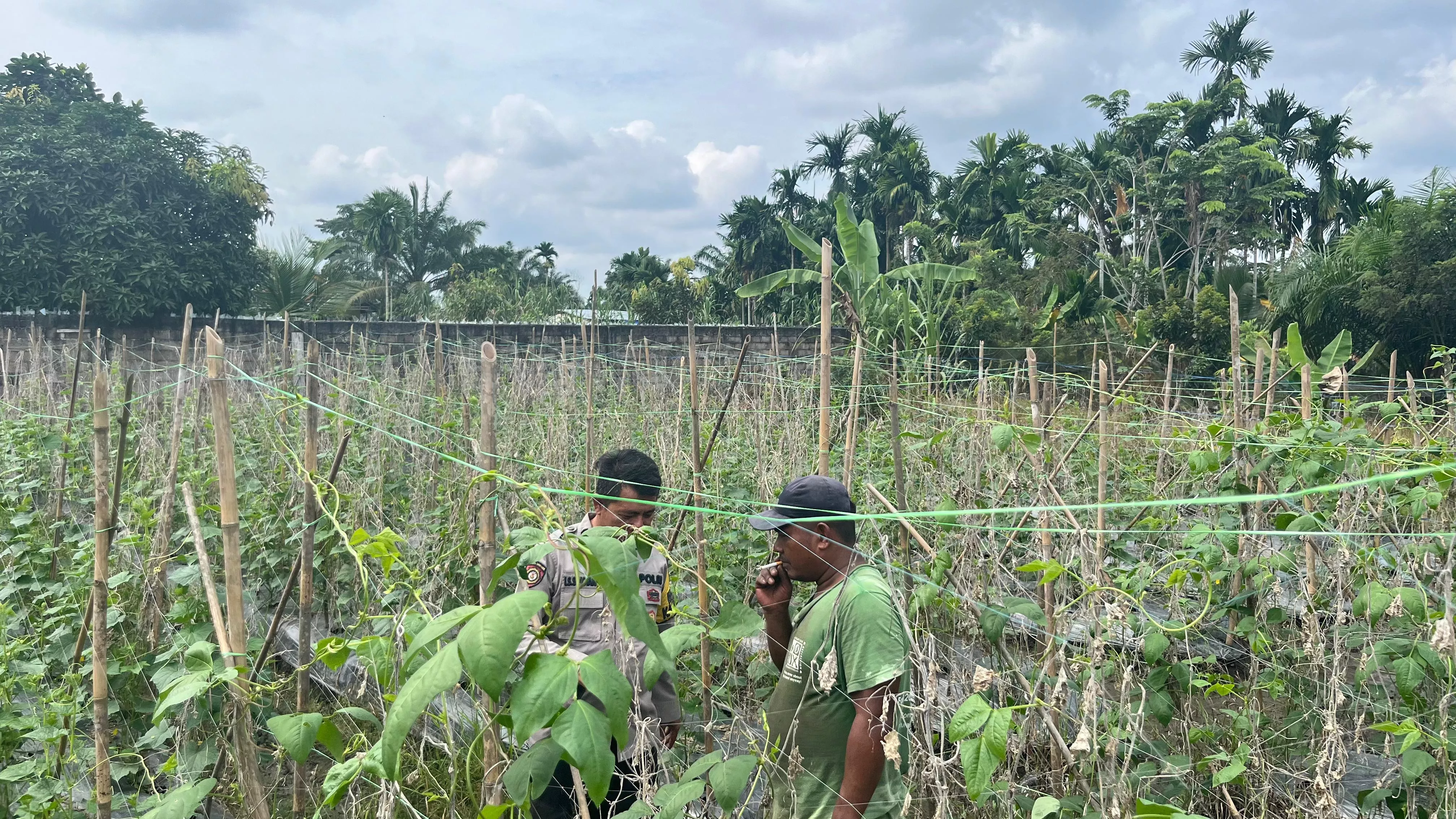  Bhabinkamtibmas Seberida Turun ke Kebun Timun, Gerakkan Warga Wujudkan Ketahanan Pangan dari Pekarangan