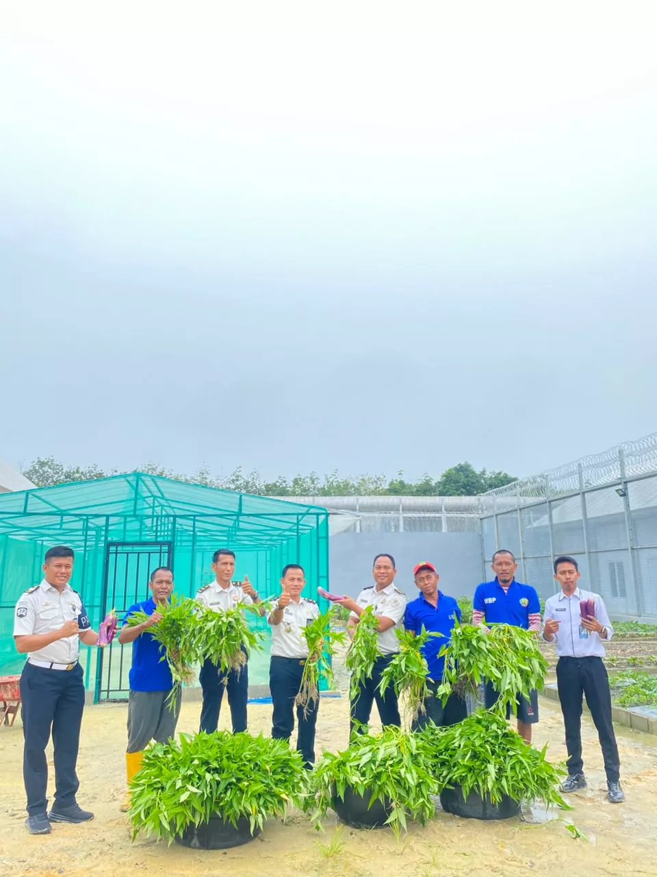 Subur dan Produktif, Warga Binaan Lapas Bagansiapiapi Sukses Panen Kangkung Mandiri