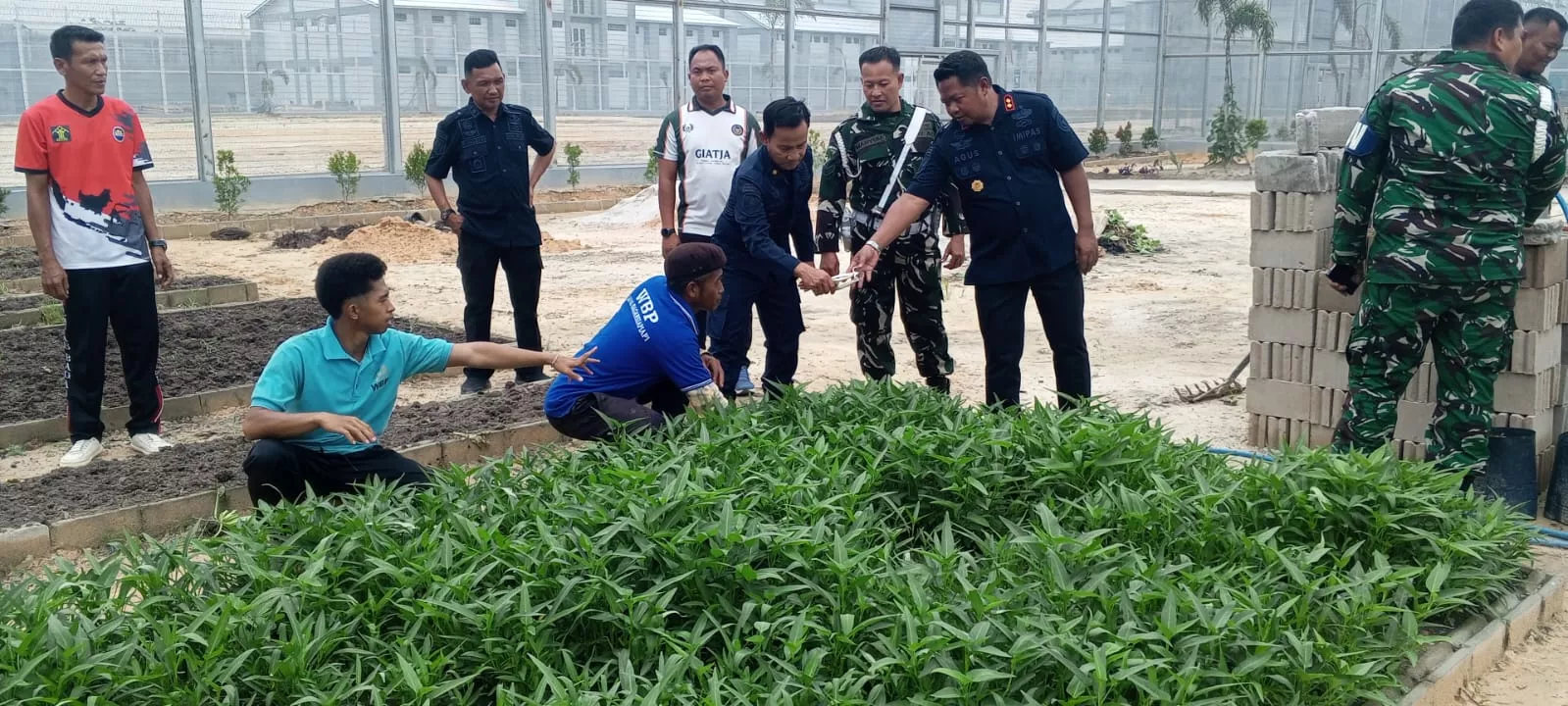 Sinergi APH dan Ketahanan Pangan, Lapas Bagansiapiapi Panen Sawi Bersama Kodim 0321/Rohil
