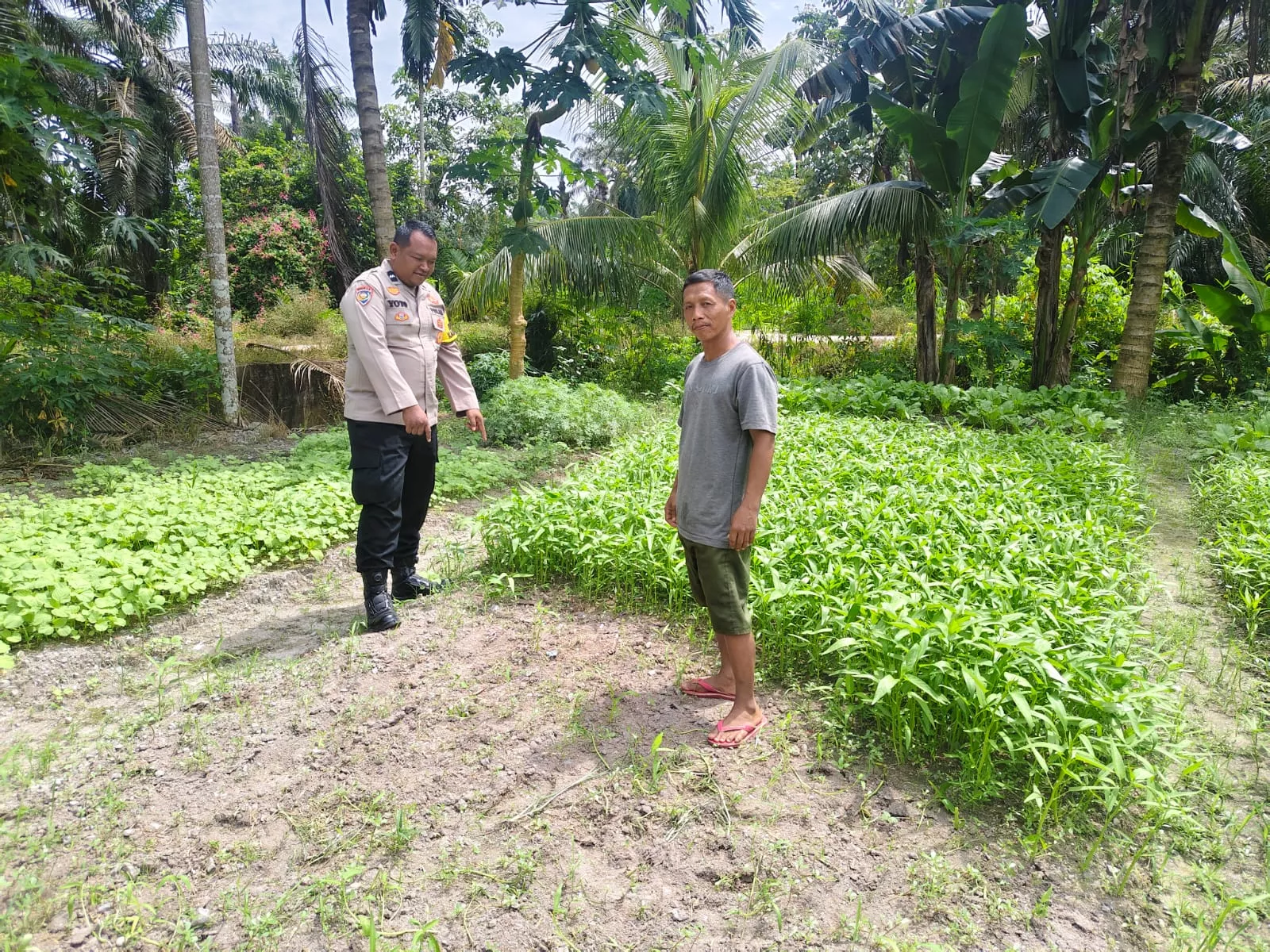  Bhabinkamtibmas Seberida Tinjau Budidaya Kangkung Darat Milik Warga