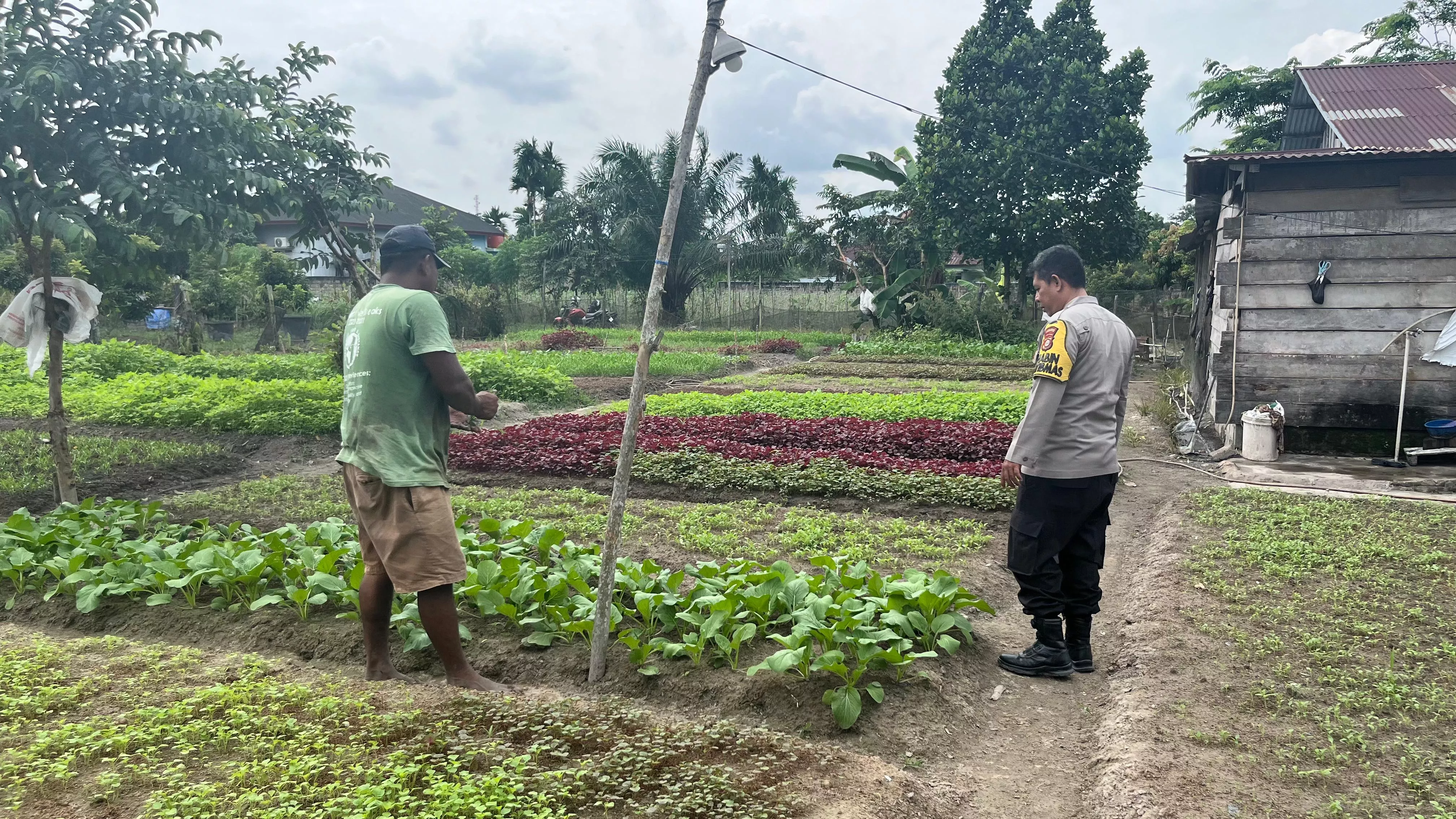  “Langkah Kecil di Pekarangan, Dampak Besar untuk Ketahanan Pangan Nasional”