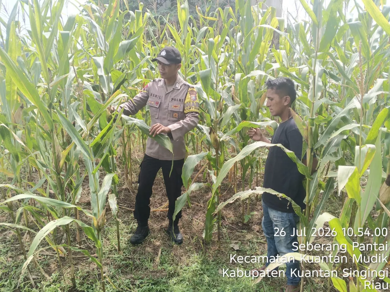 Polsek Kuantan Mudik Cek Tanaman Jagung 76 Hari Tanam, Dukung Program Swasembada Pangan Nasional