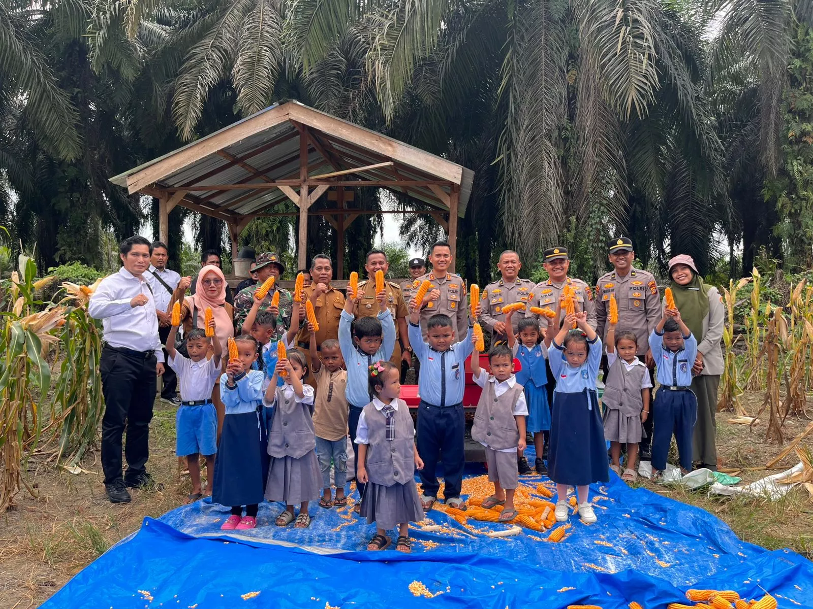 Panen Raya Jagung Pipil Tahap II Polres Kuansing, Kolaborasi Perkuat Ketahanan Pangan Nasional