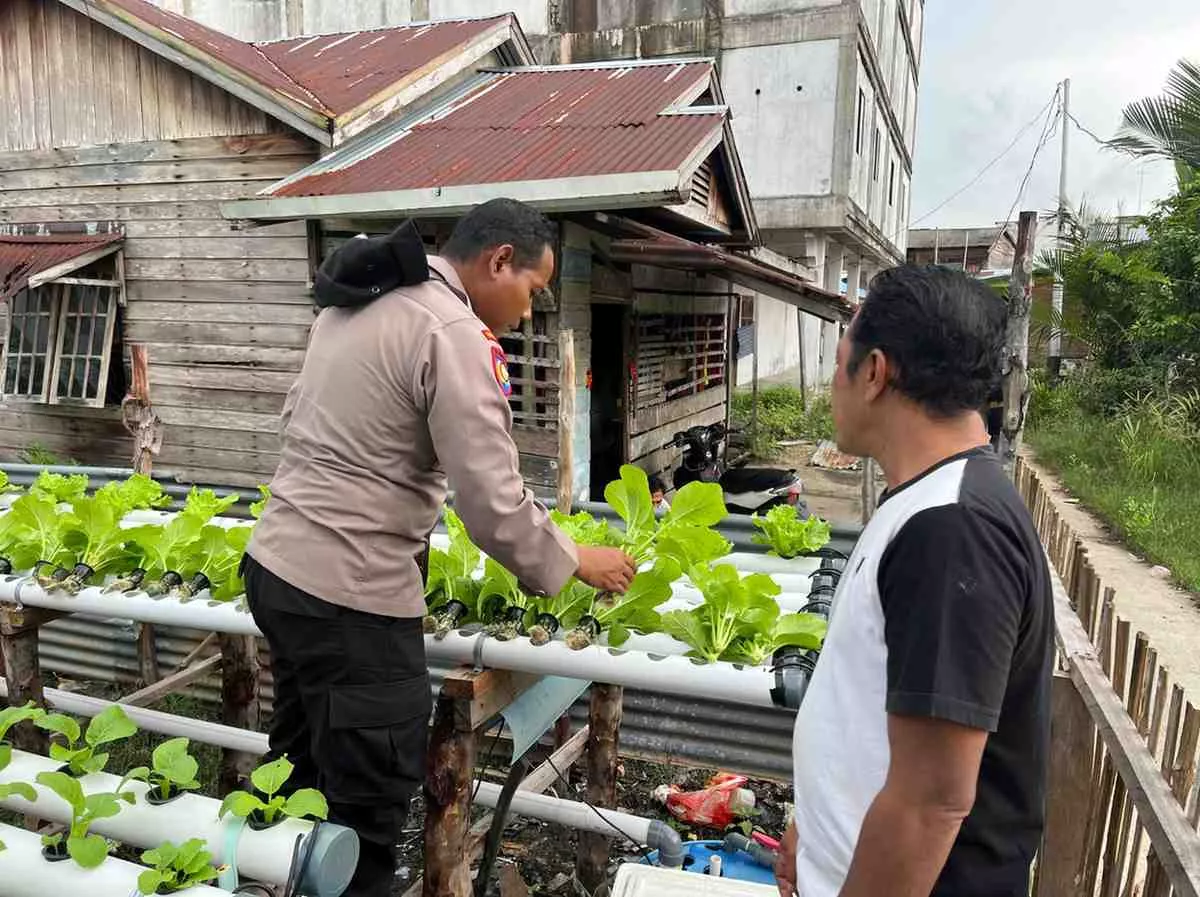 Polsek Kateman Dampingi Petani Tagaraja Rawat Tanaman Sawi Dukung Ketahanan Pangan