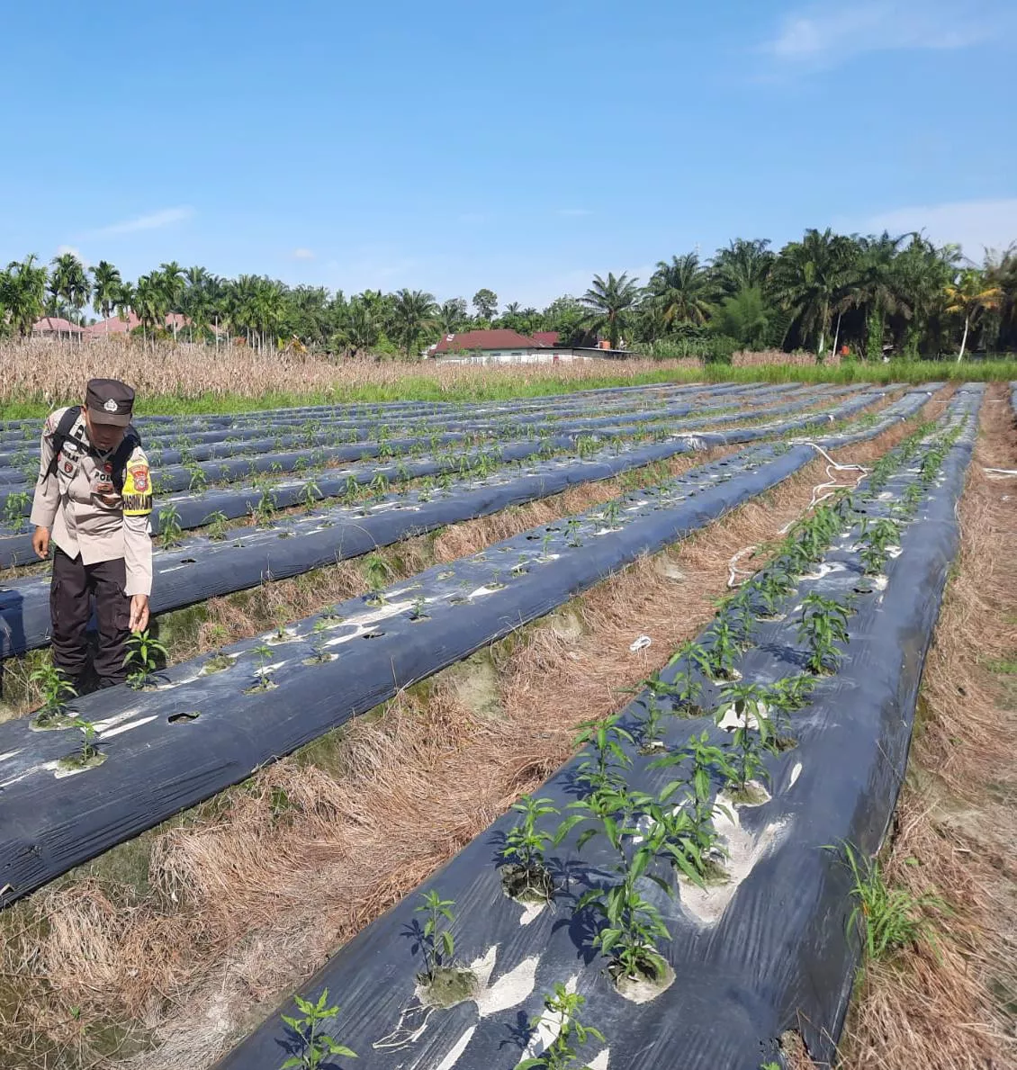  Tak Hanya Jaga Kamtibmas, Bhabinkamtibmas Seresam Turun ke Kebun Cabai