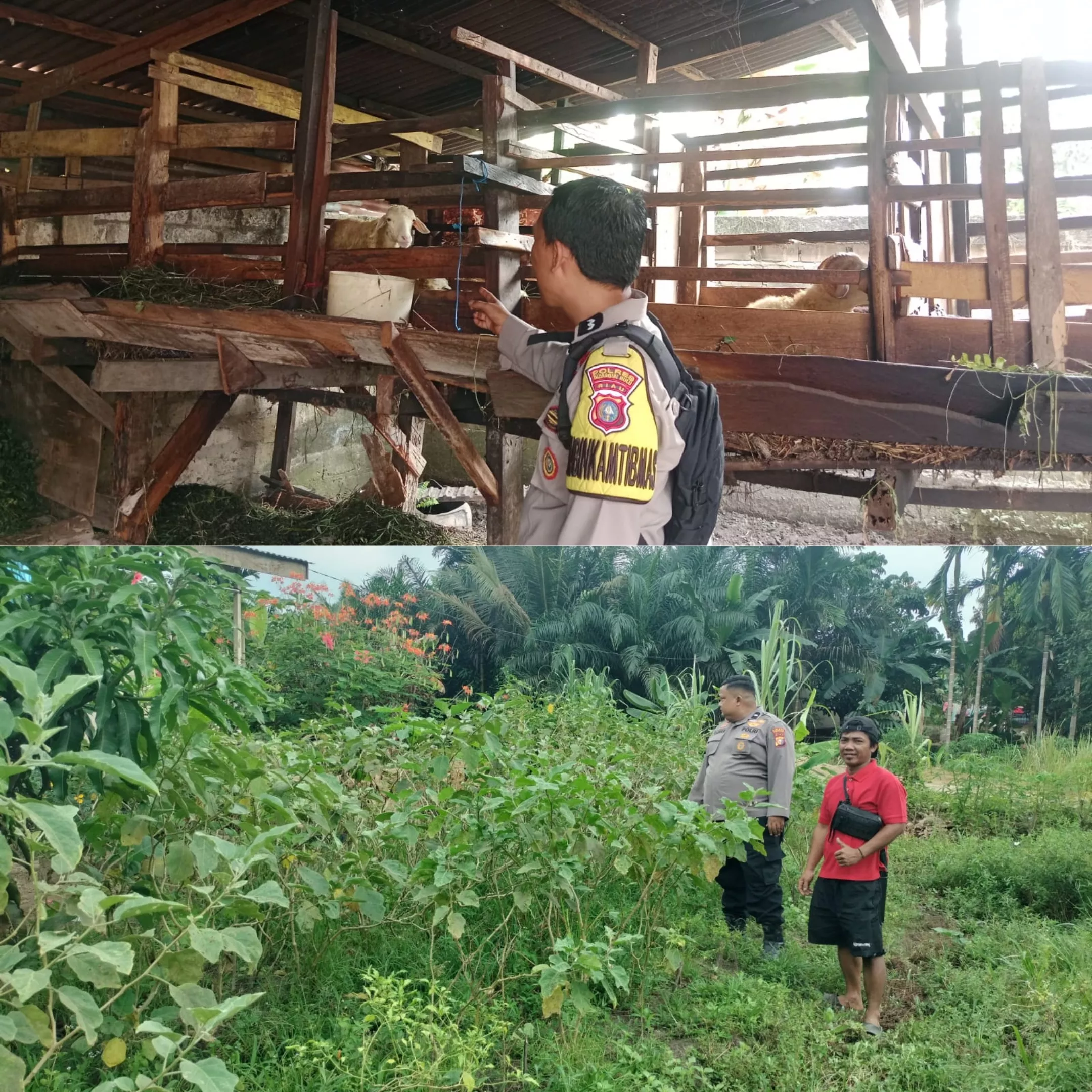 Polisi Cinta Petani Hadir di Tengah Warga, Polres Inhu Perkuat Ketahanan Pangan dari Sektor Pertanian dan Peternakan