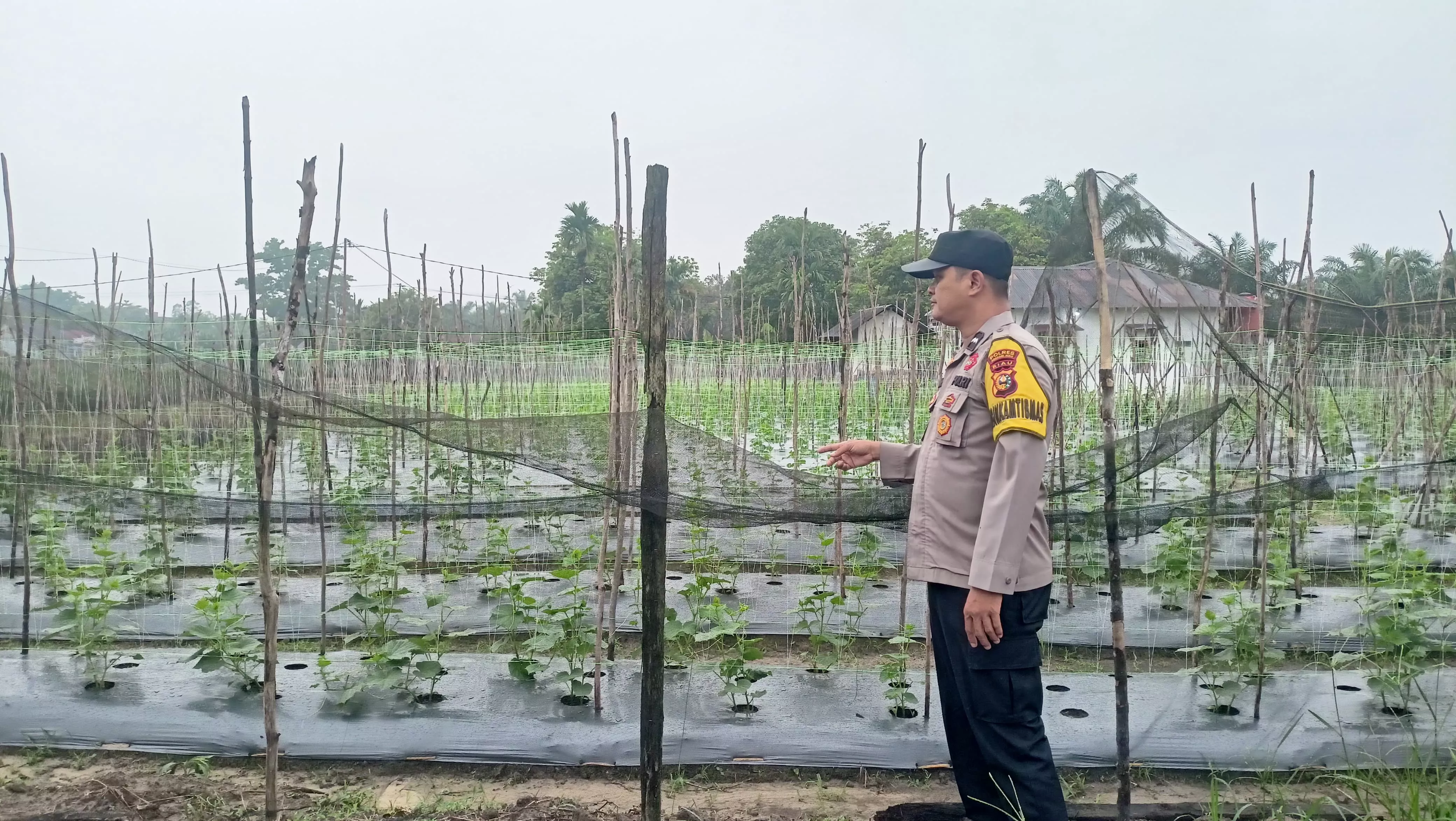 Polisi Masuk Kebun, Warga Semakin Semangat Tanam Mentimun Demi Ketahanan Pangan