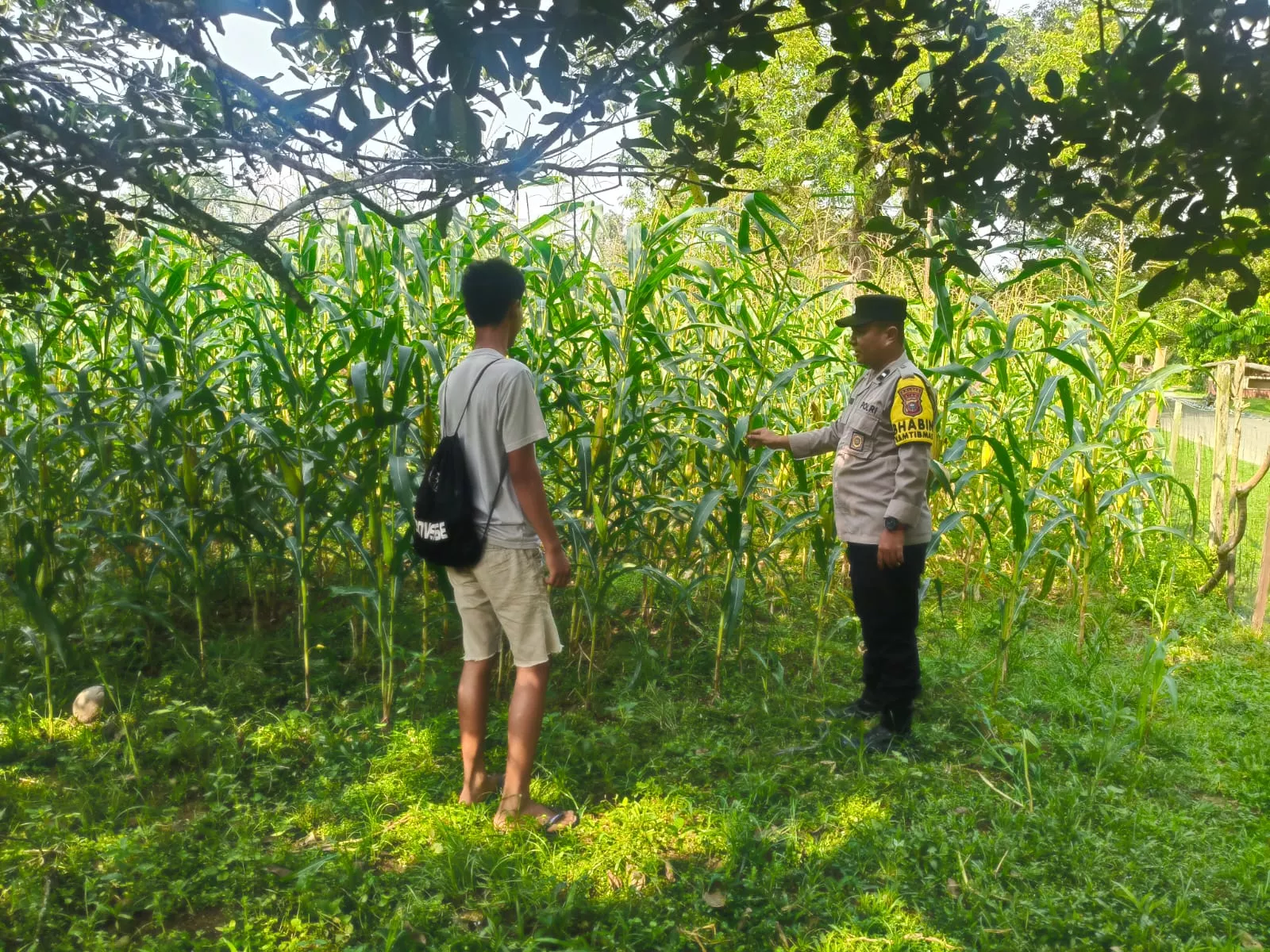 Polsek Hulu Kuantan Cek Perkembangan Jagung Ketahanan Pangan di Desa Sungai Alah, Dukung Swasembada Pangan 2026