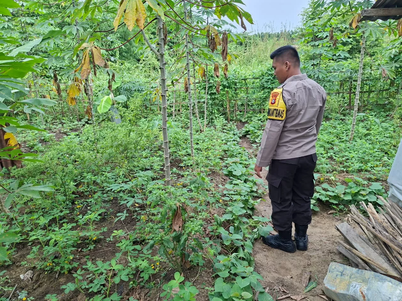 Kacang Tanah dan Ubi Rambat Jadi Andalan, Pekarangan Bergizi Warga Seberida Ditinjau Polisi