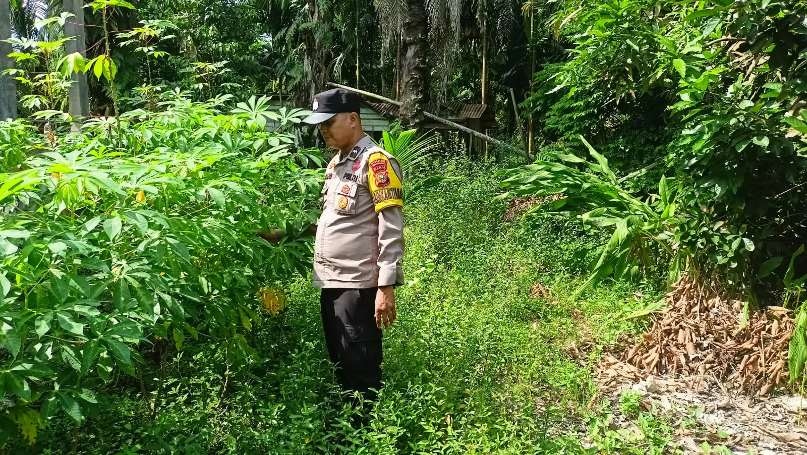  “Gerakan Hijau Seberida: Ubi Kayu Jadi Andalan Ketahanan Pangan Desa”