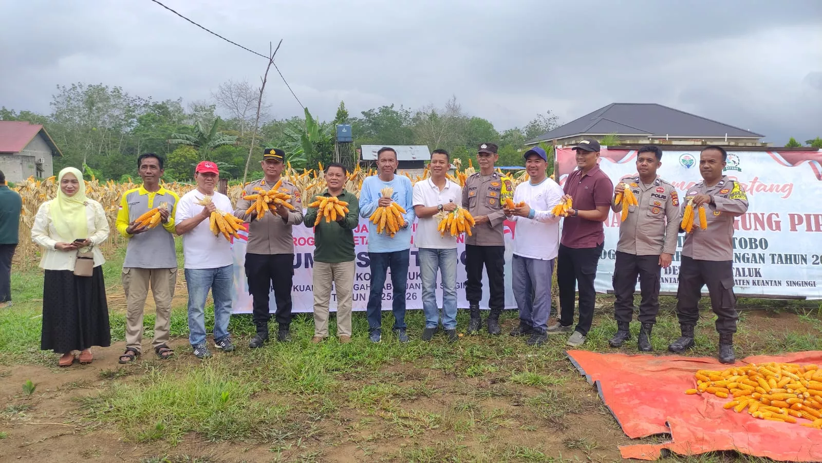 Polres Kuansing Dukung Panen Raya Jagung Pipil di Desa Koto Taluk untuk Ketahanan Pangan Nasional