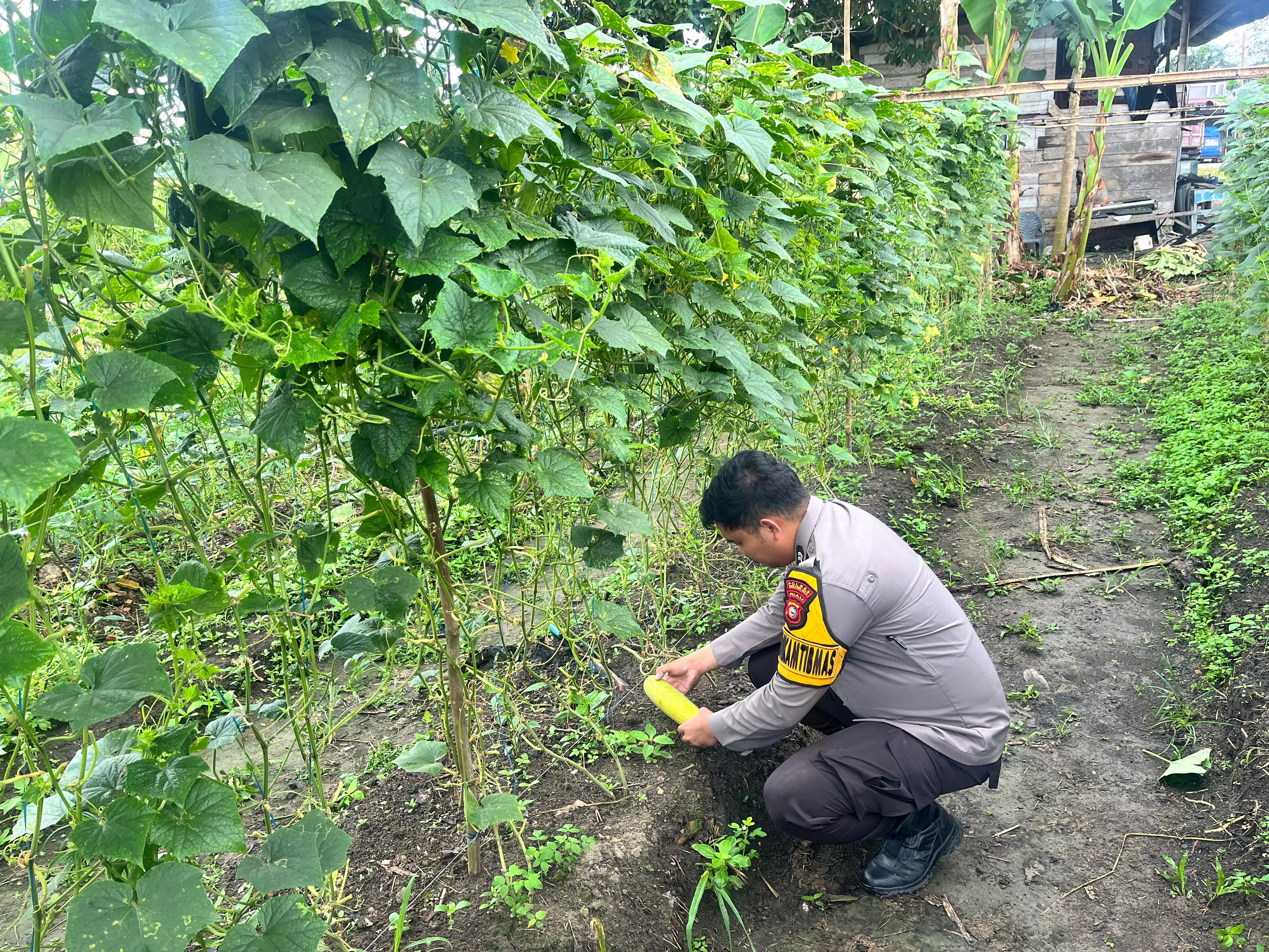  Timun Jadi Andalan, Pekarangan Warga Seberida Dukung Program Ketahanan Pangan
