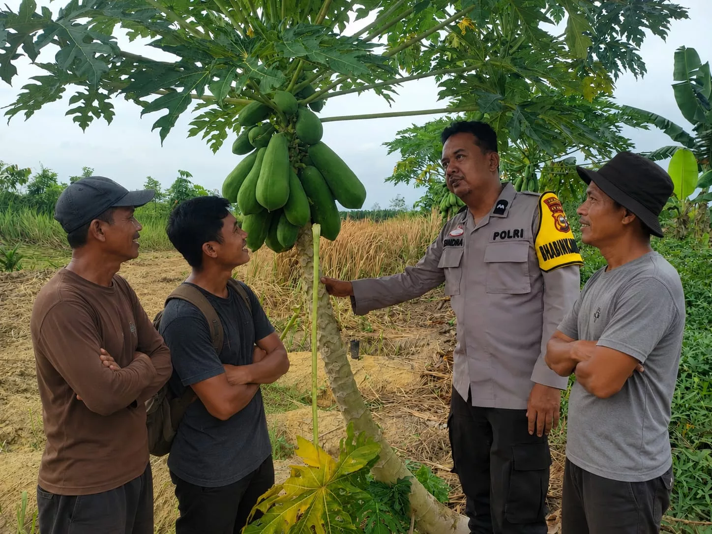 Melalui Sambang Warga, Bhabinkamtibmas Dorong Budidaya Pepaya di Pekarangan