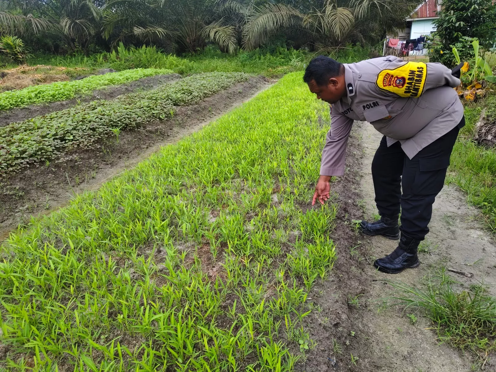  Polisi Turun ke Kebun, Bhabinkamtibmas Seberida Ajak Warga Perkuat Ketahanan Pangan