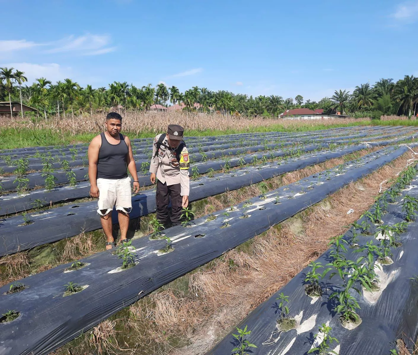  Dukung Program Ketahanan Pangan Nasional, Bhabinkamtibmas Polsek Seberida Sambangi Petani Cabai di Desa Seresam
