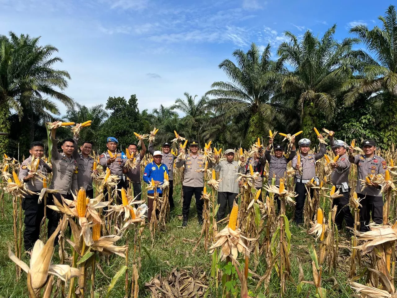 Swasembada Pangan Dengan Jagung Pipil, Polres Inhu Laksanakan Panen