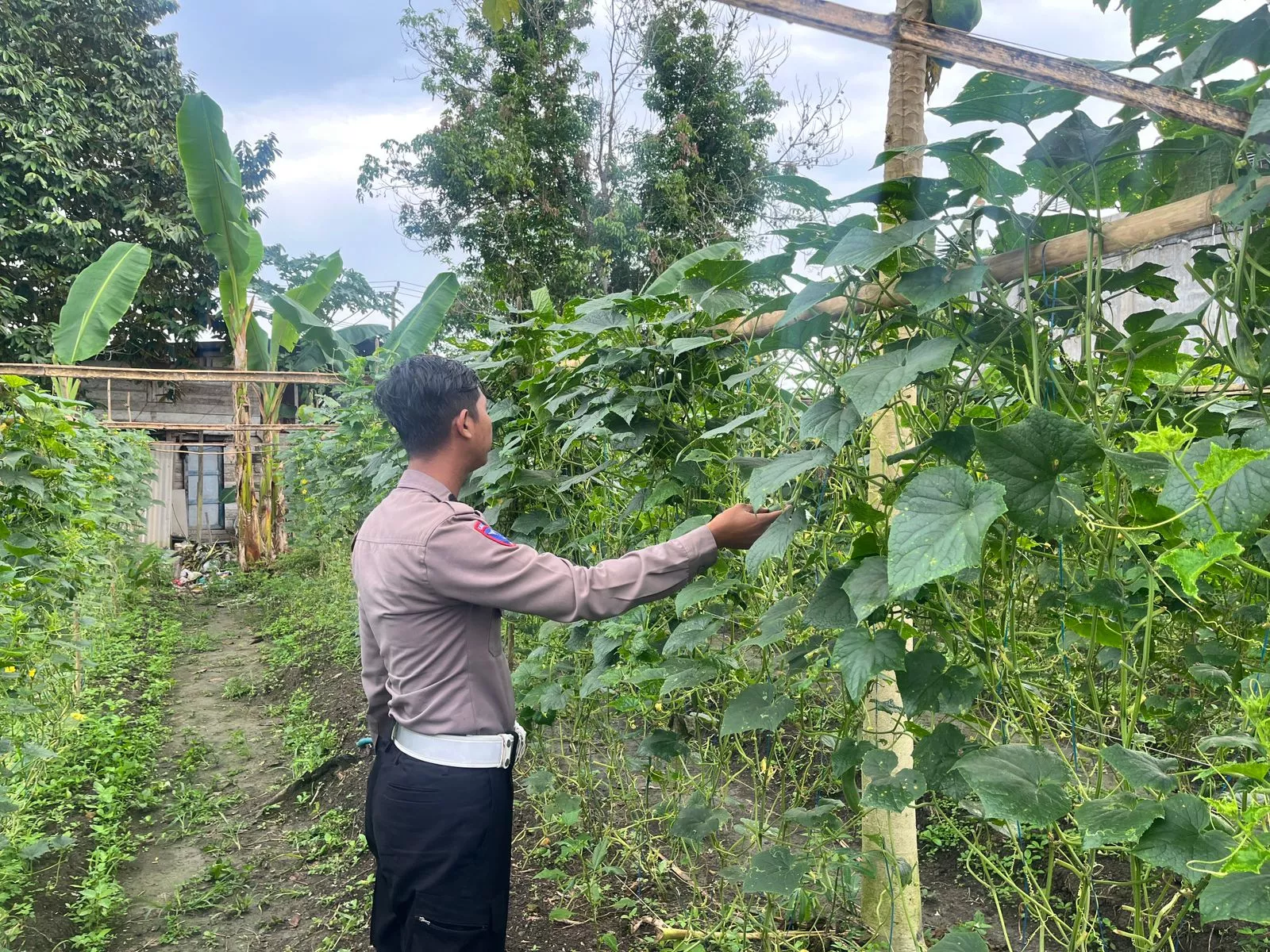  Polsek Batang Gansal Kawal Program Ketahanan Pangan Berbasis Pekarangan Warga