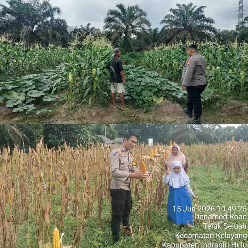 Ketahanan Pangan Dan Swasembada Jagung Pipil, Ini yang Dilakukan Polres Inhu