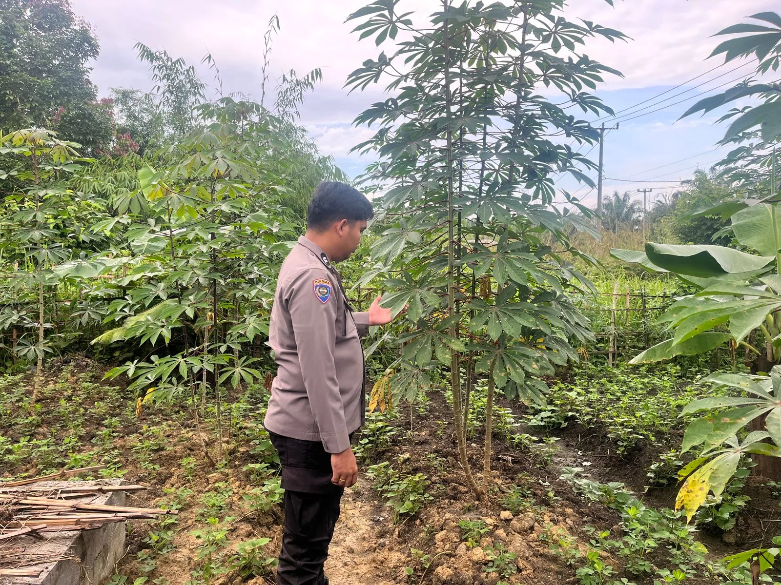  Ketahanan Pangan Diperkuat, Polsek Batang Gansal Tinjau Pekarangan Bergizi di Desa Seberida