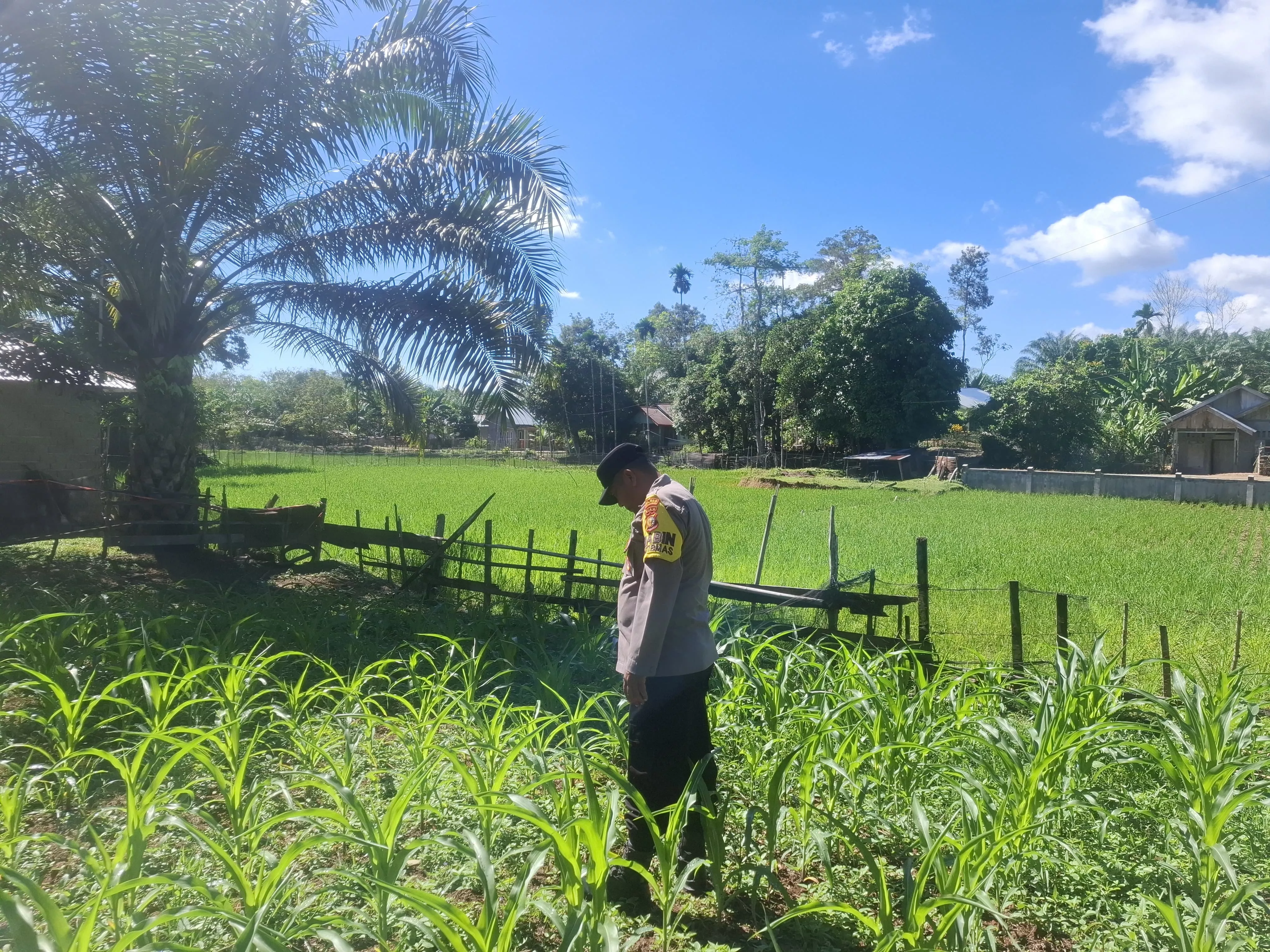 Polsek Hulu Kuantan Cek Perkembangan Tanaman Jagung,  Ketahanan Pangan di Desa Sungai Alah.