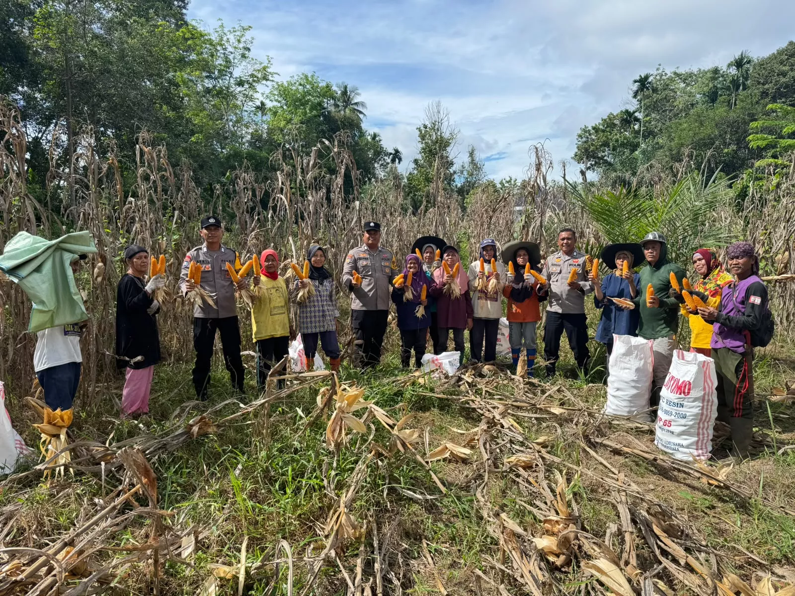 Panen Raya Jagung Pipil di Desa Koto Lubuk Jambi, Polsek Kuantan Mudik Dukung Program Swasembada Pangan