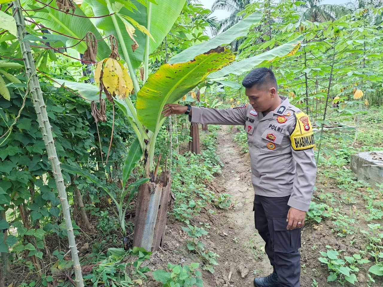 Pekarangan Bernilai Pangan, Bhabinkamtibmas Tinjau Kebun Pisang Warga Desa Seberida