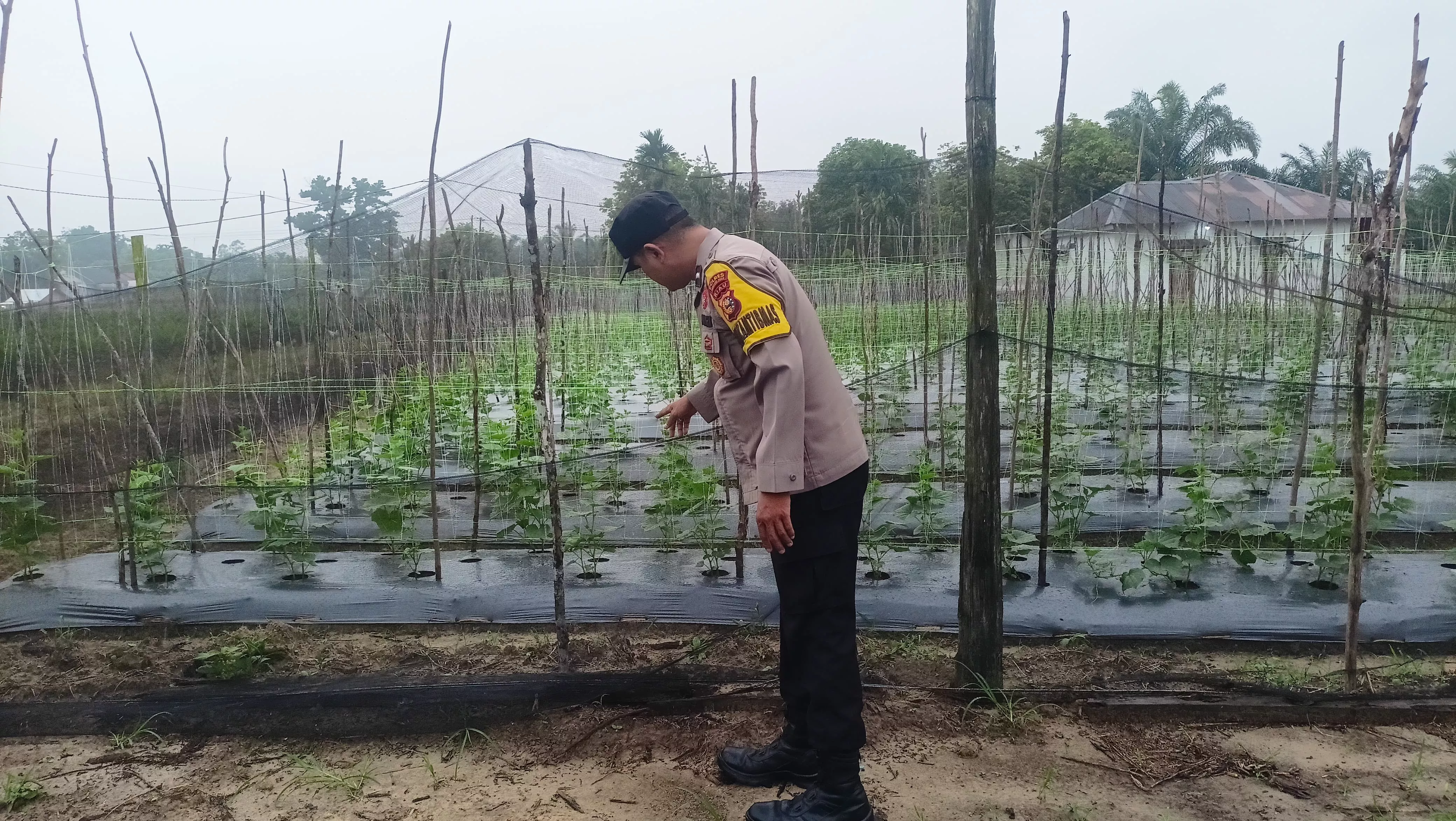  Bhabinkamtibmas Tanam Semangat Swasembada, Pekarangan Warga Seberida Disulap Jadi Lumbung Pangan