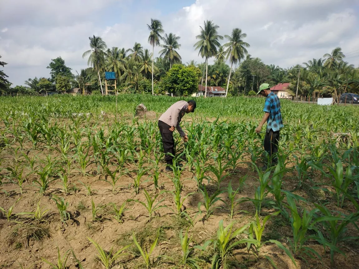 Polsek Cerenti lakukan pengecekan tanaman jagung di lahan BUMDes Desa Sikakak untuk dukung swasembada pangan 2026