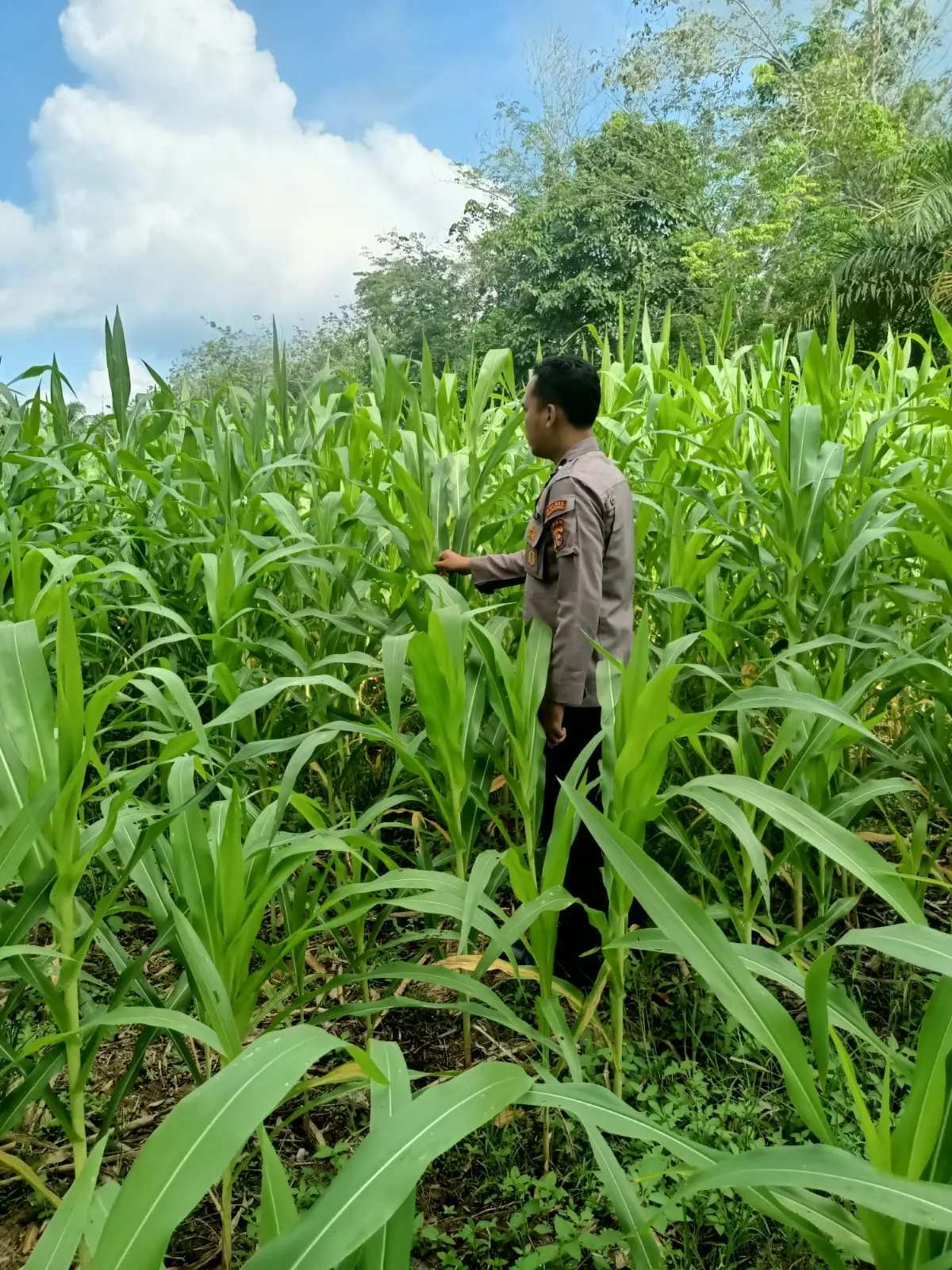 Polsek Kuantan Mudik Cek Perkembangan Jagung Pipil, Dukung Program Swasembada Pangan 2026