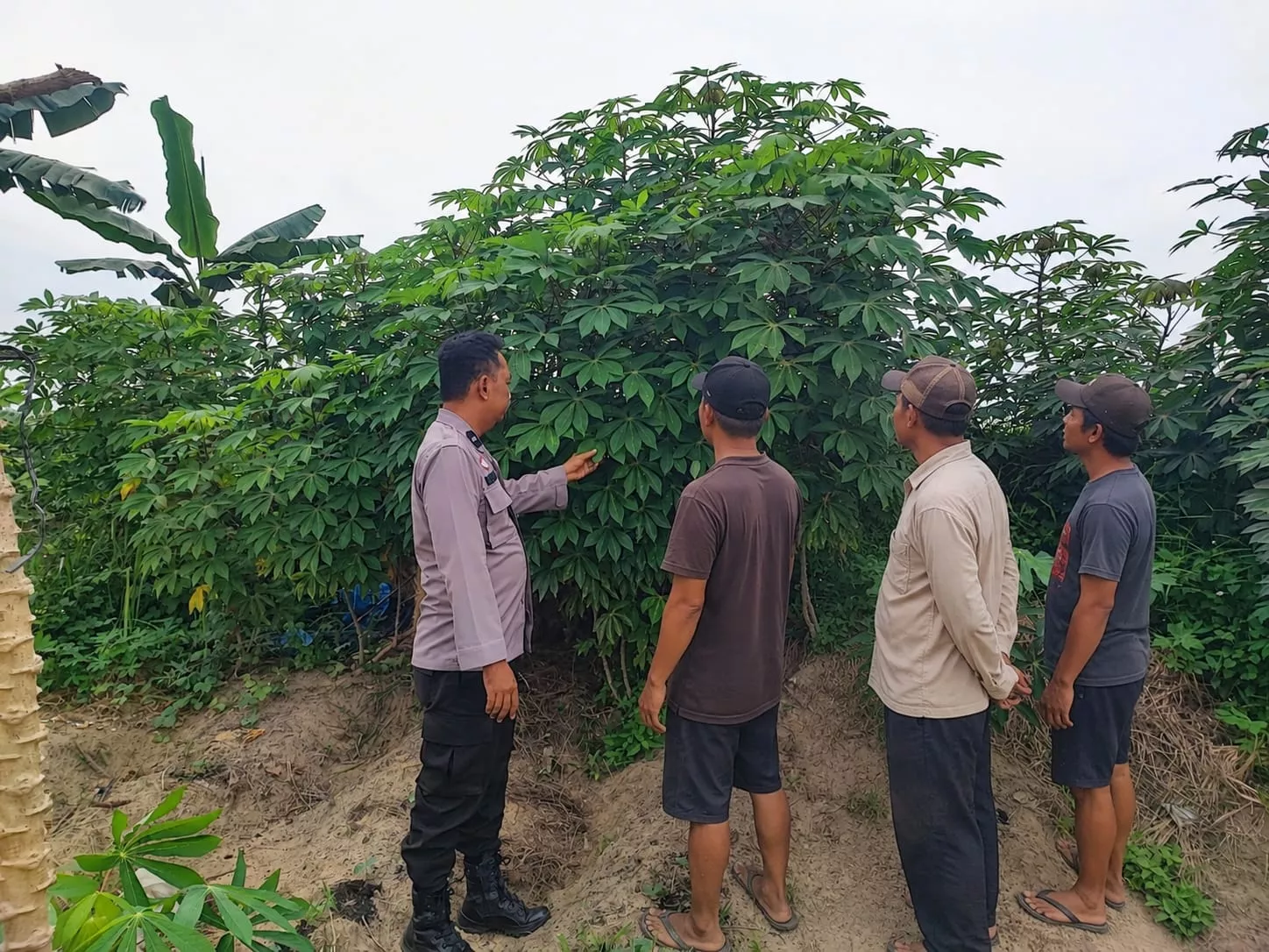  Tak Hanya Jaga Kamtibmas, Bhabinkamtibmas Ini Turun ke Kebun Dukung Swasembada Pangan