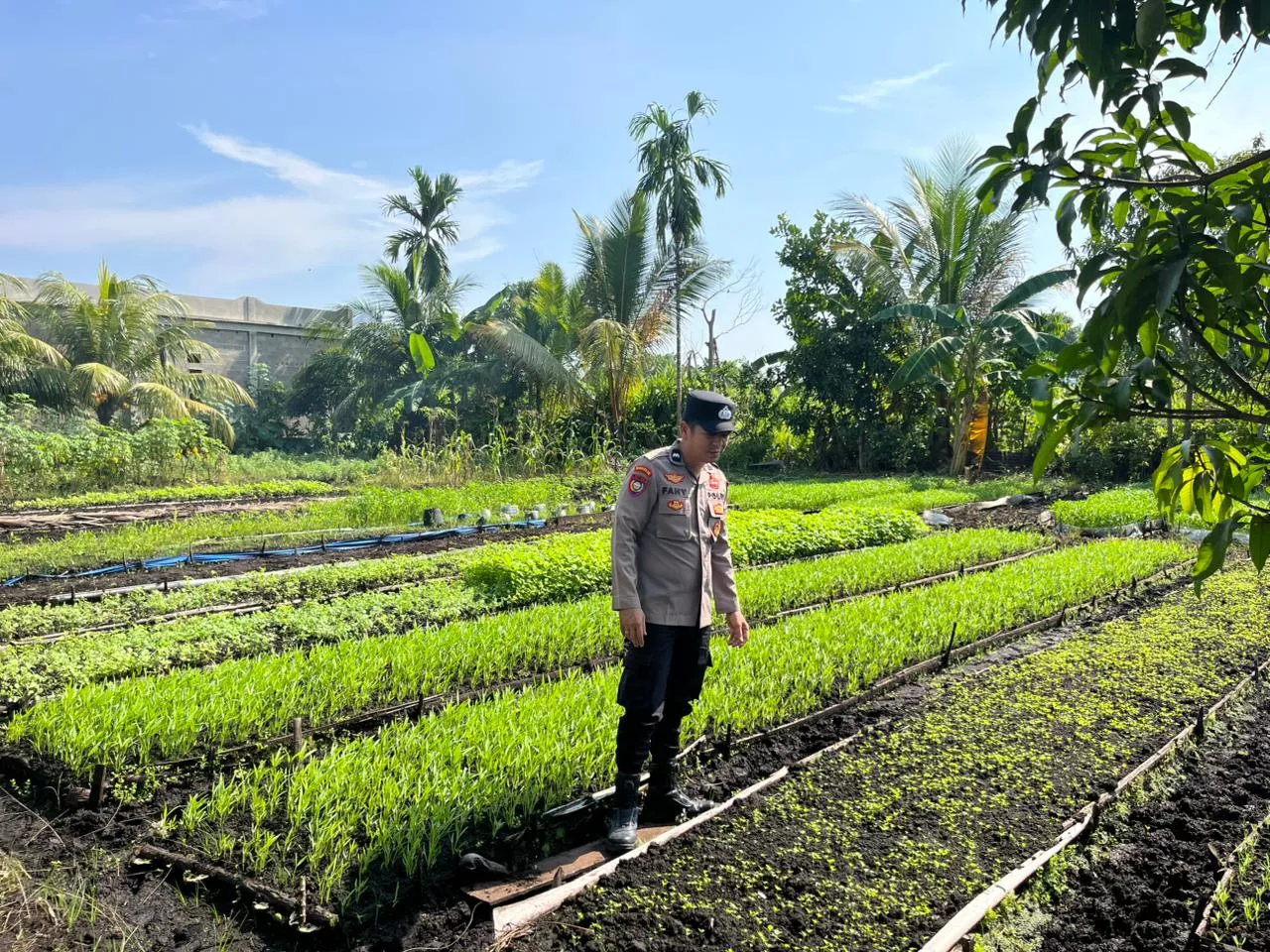 Polsek Kateman Dampingi Perawatan Tanaman Kangkung, Dukung Ketahanan Pangan di Tagaraja