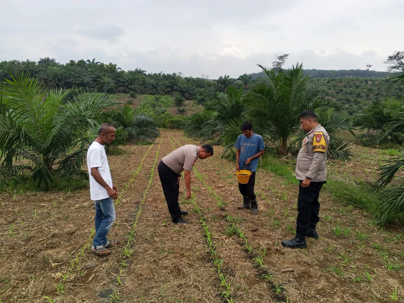 Polsek Kuantan Mudik Lakukan Pengecekan Tanaman Jagung Pipil, Dukung Program Swasembada Pangan Nasional 2026