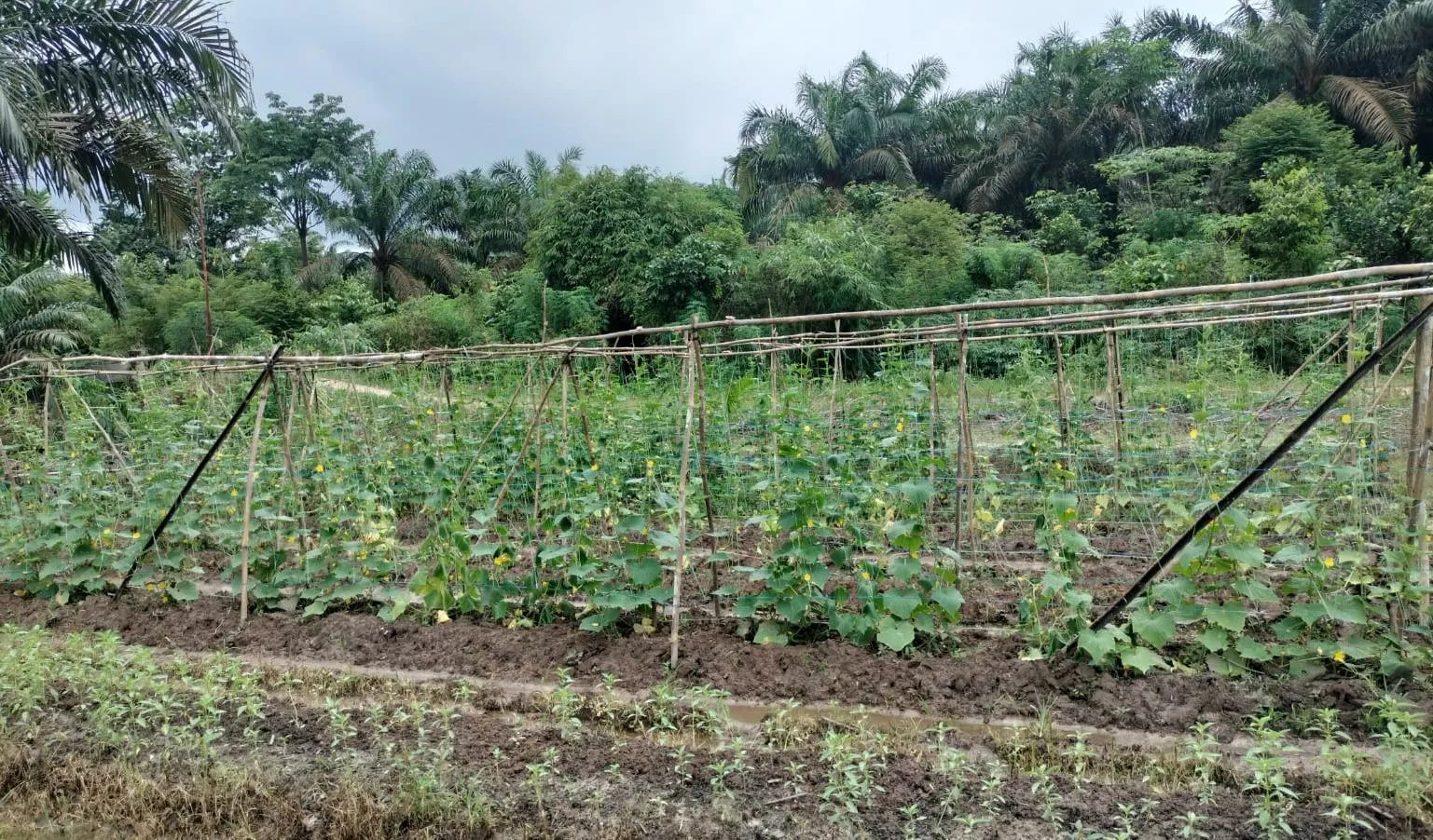  Budidaya Timun dan Kemangi Jadi Percontohan Ketahanan Pangan di Desa Kelesa