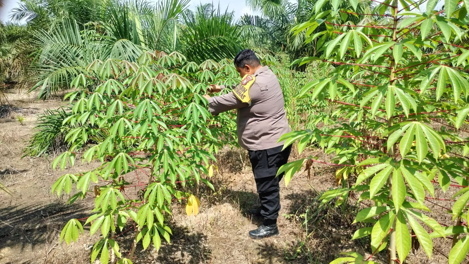  Lewat Sambang Pertanian, Bhabinkamtibmas Bangun Kemandirian Pangan Masyarakat Desa
