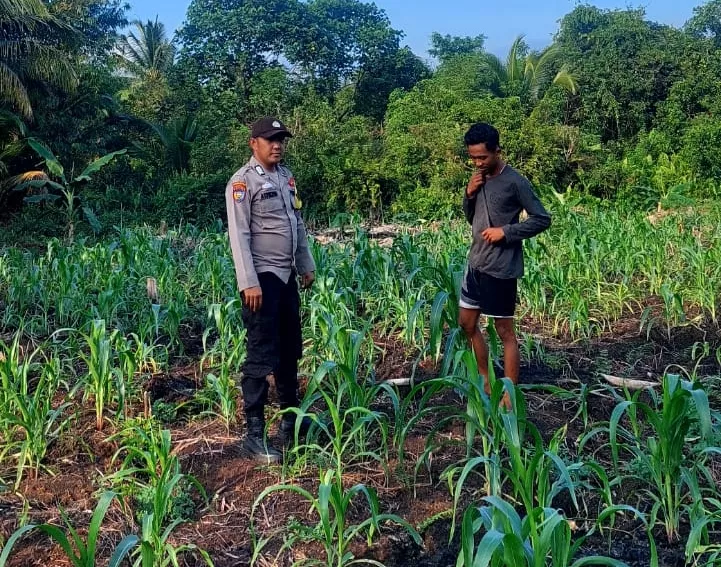 Lima Pekan Pascatanam, Jagung di Teluk Belengkong Tumbuh Subur, Bhabinkamtibmas Turun Langsung Lakukan Pemantauan