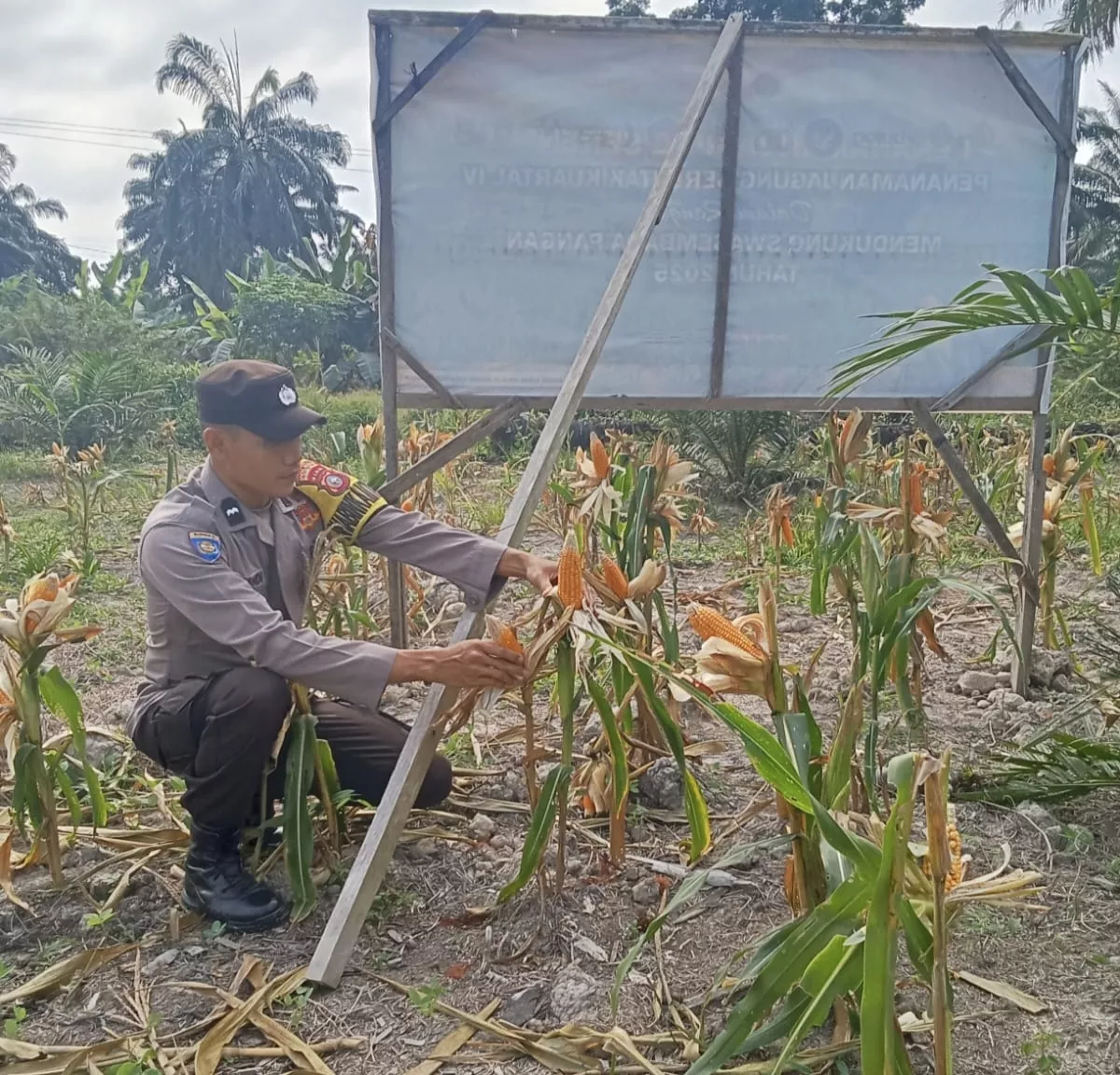 Polri Hadir di Tengah Petani, Polsek Simpang Kanan Kawal Program Ketahanan Pangan Jagung
