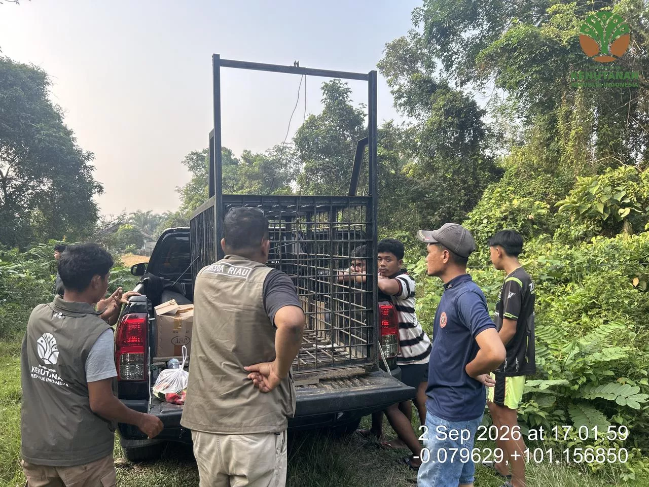 BBKSDA Riau Pasang Trap Kendalikan Beruang di Desa Kuntu Kampar