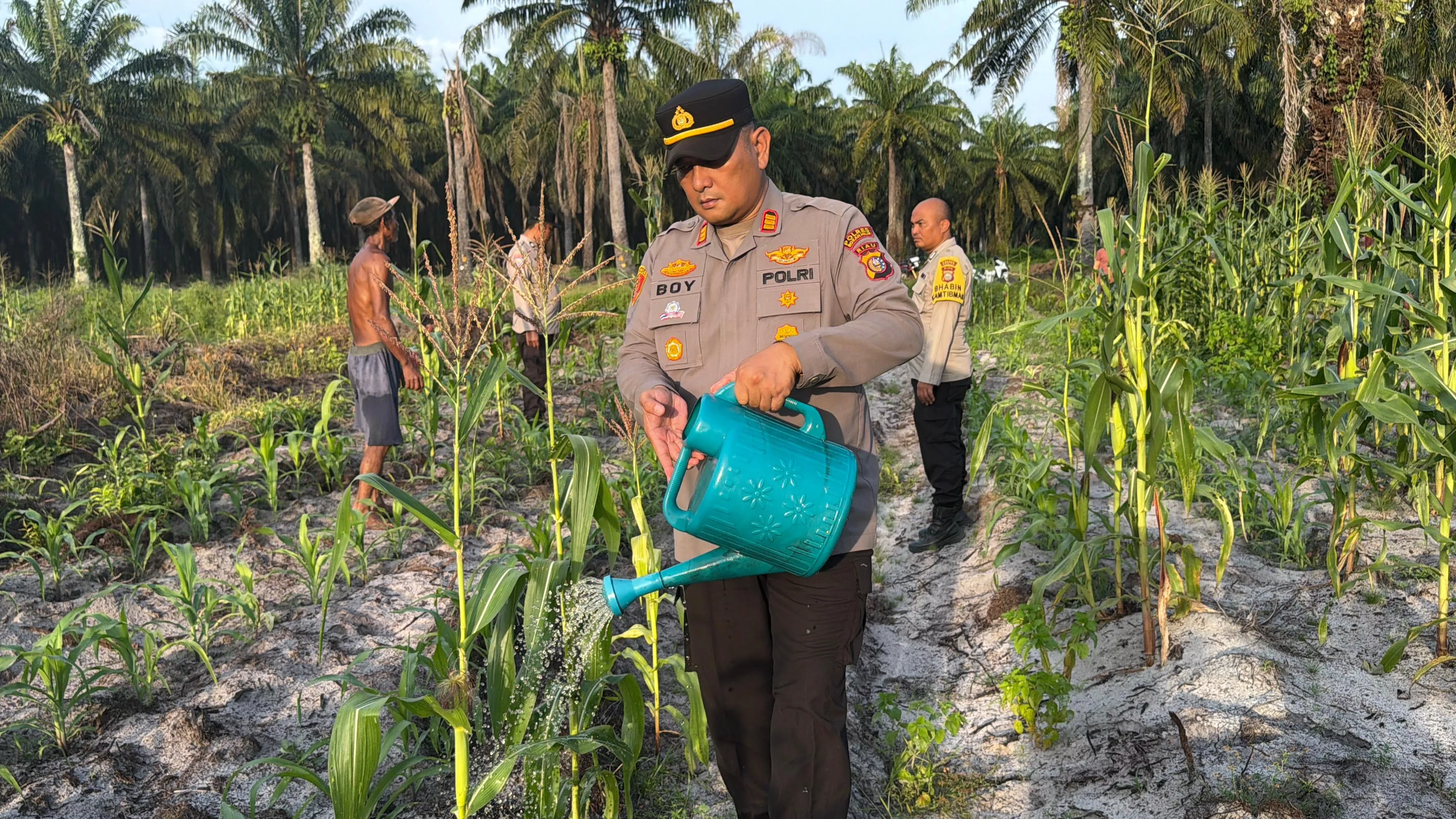 Sinergi Polisi dan Perusahaan Sawit, Program Jagung Ketapang di Rohil Tunjukkan Perkembangan Positif
