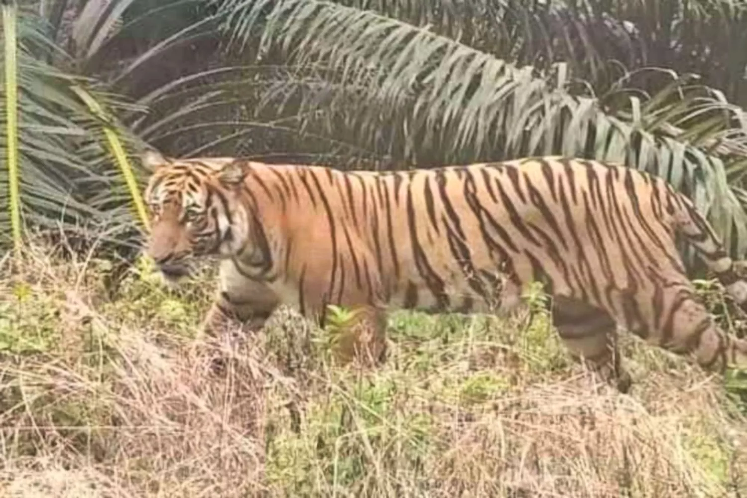 Disdik Inhil Beri Dispensasi Khusus: Belajar Dari Rumah Akibat Teror Harimau Sumatera