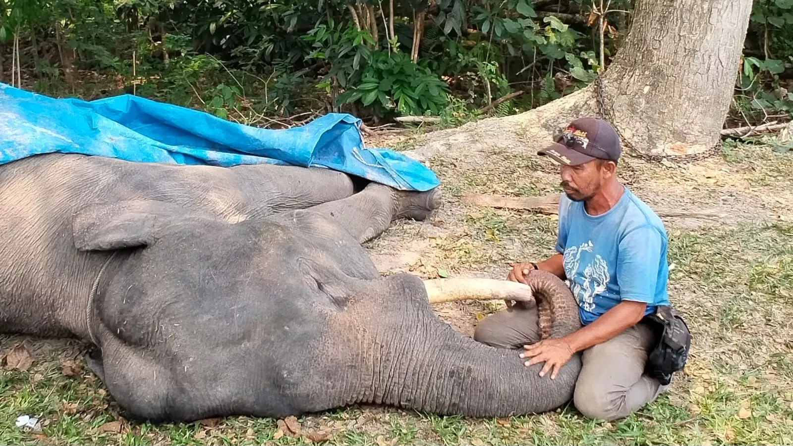 Dunia Konservasi Berduka, Gajah Diego Mati di PLG Minas Riau