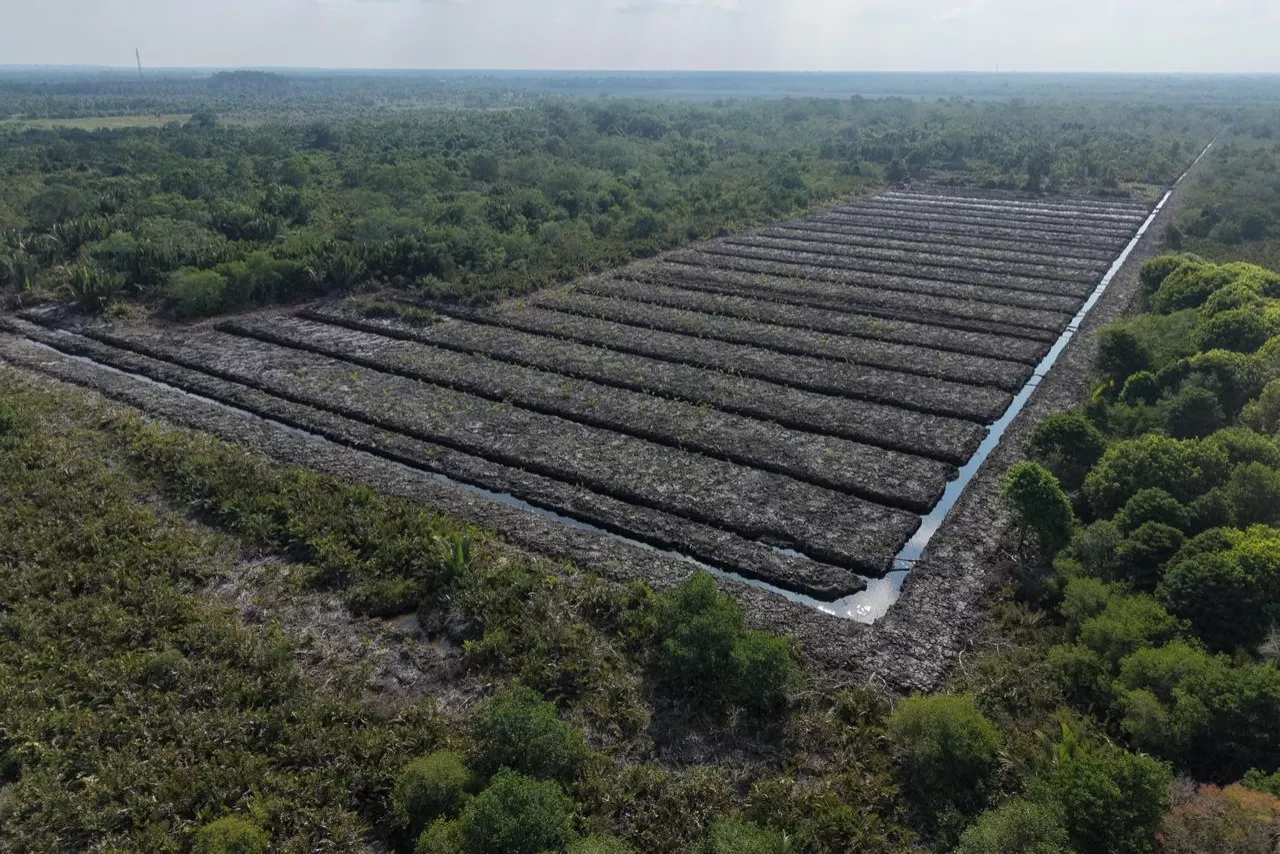 Polda Riau Selidiki Dugaan Perusakan 100 Hektare Hutan Mangrove di Rohil