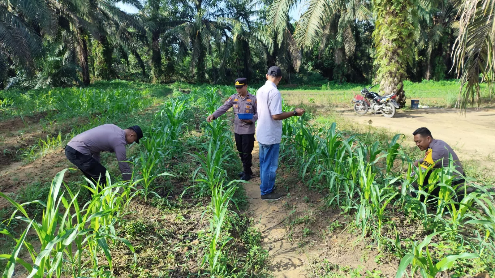 Personel Polsek Pujud Cek dan Rawat Tanaman Jagung Ketapang di Lahan Mapolsek