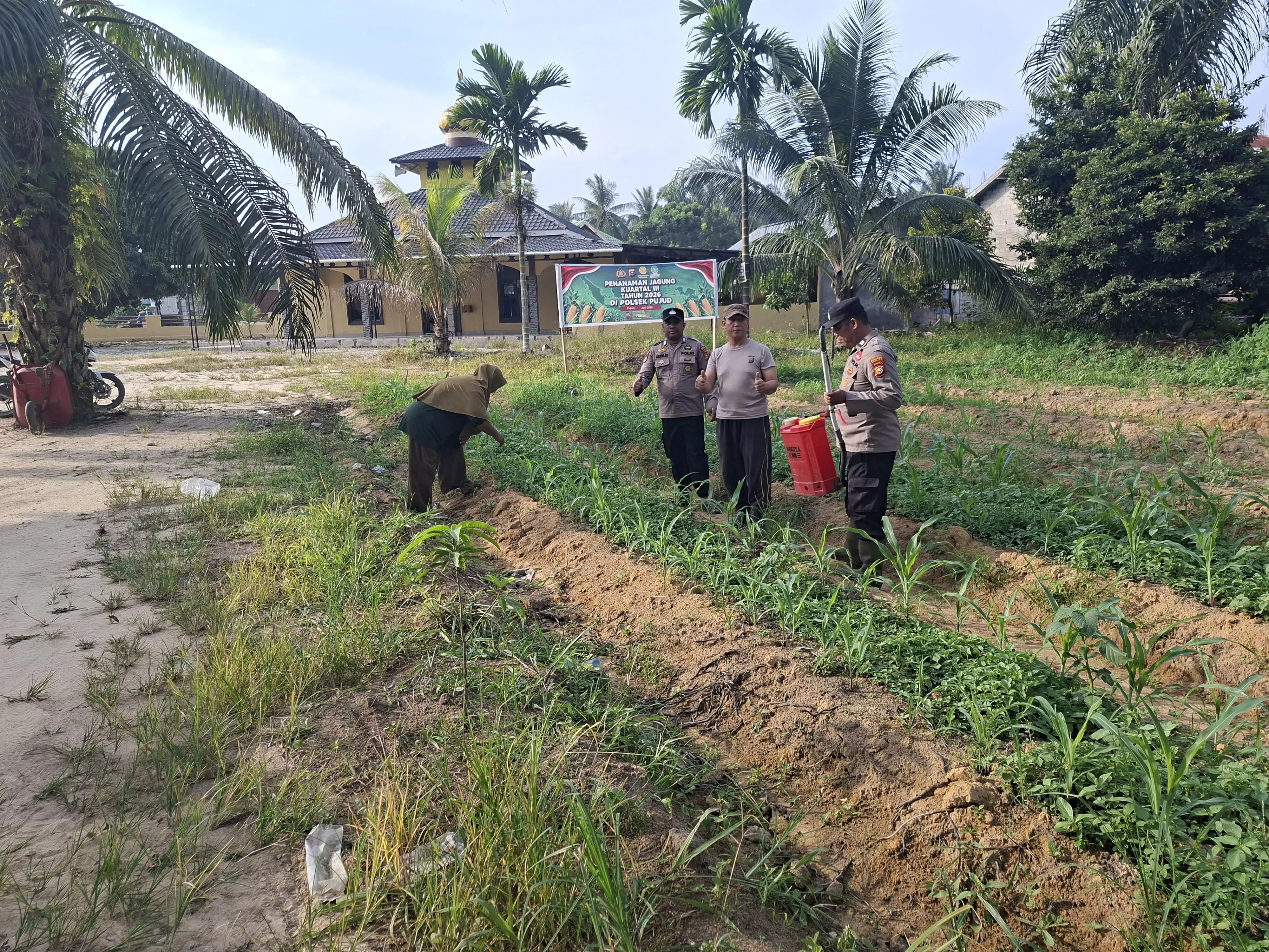 Dukung Swasembada Pangan, Polsek Pujud Intensifkan Perawatan Kebun Jagung Ketapang