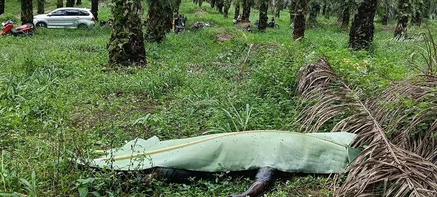 Penemuan Jenazah di Kebun Sawit Bandar Petalangan Pelalawan