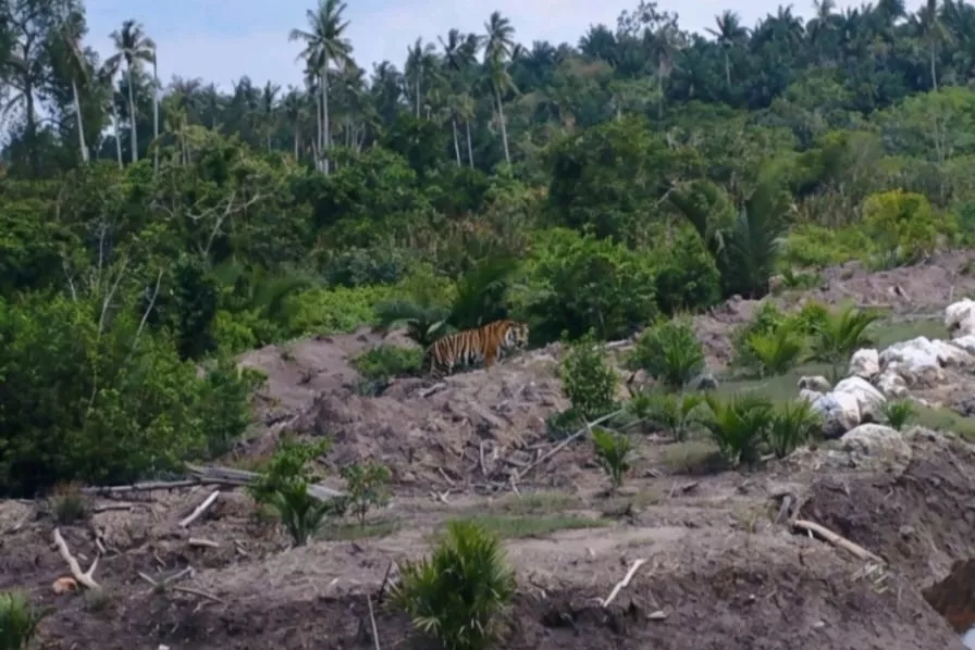 Drone dan Camera Trap Pantau Harimau Sumatera yang Dilaporkan Muncul di Pulau Burung